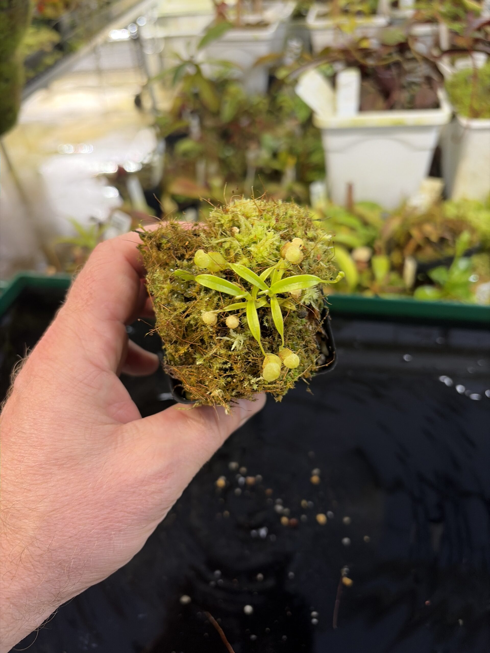 Wide Angle of Nepenthes jamban | Florae Collaborative | FC-026.IC | H27188