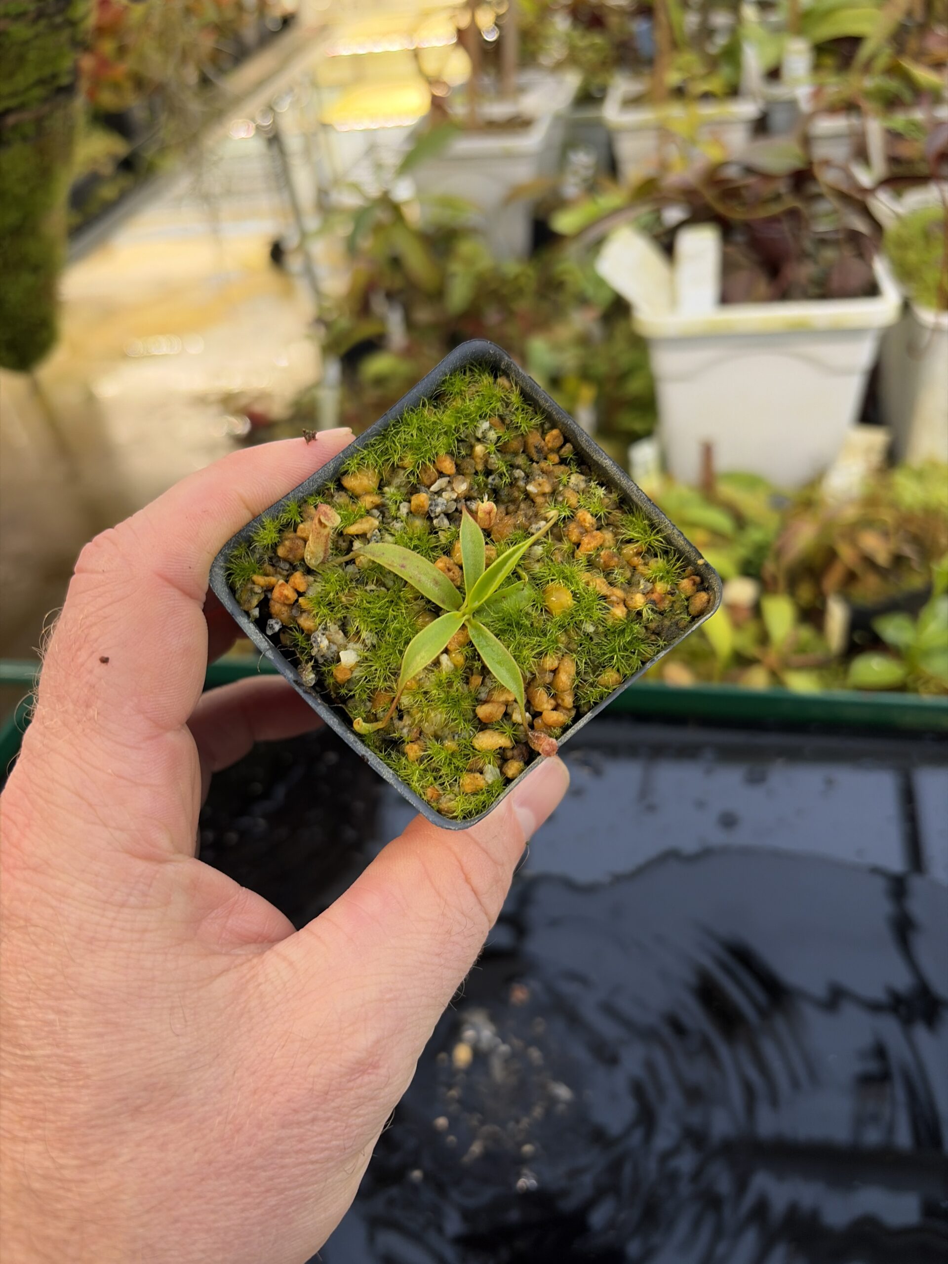 Wide Angle of Nepenthes leonardoi (horticulturally produced AW x EP) | Clone 9 | Florae Collaborative | FC-319.09 | IN27241