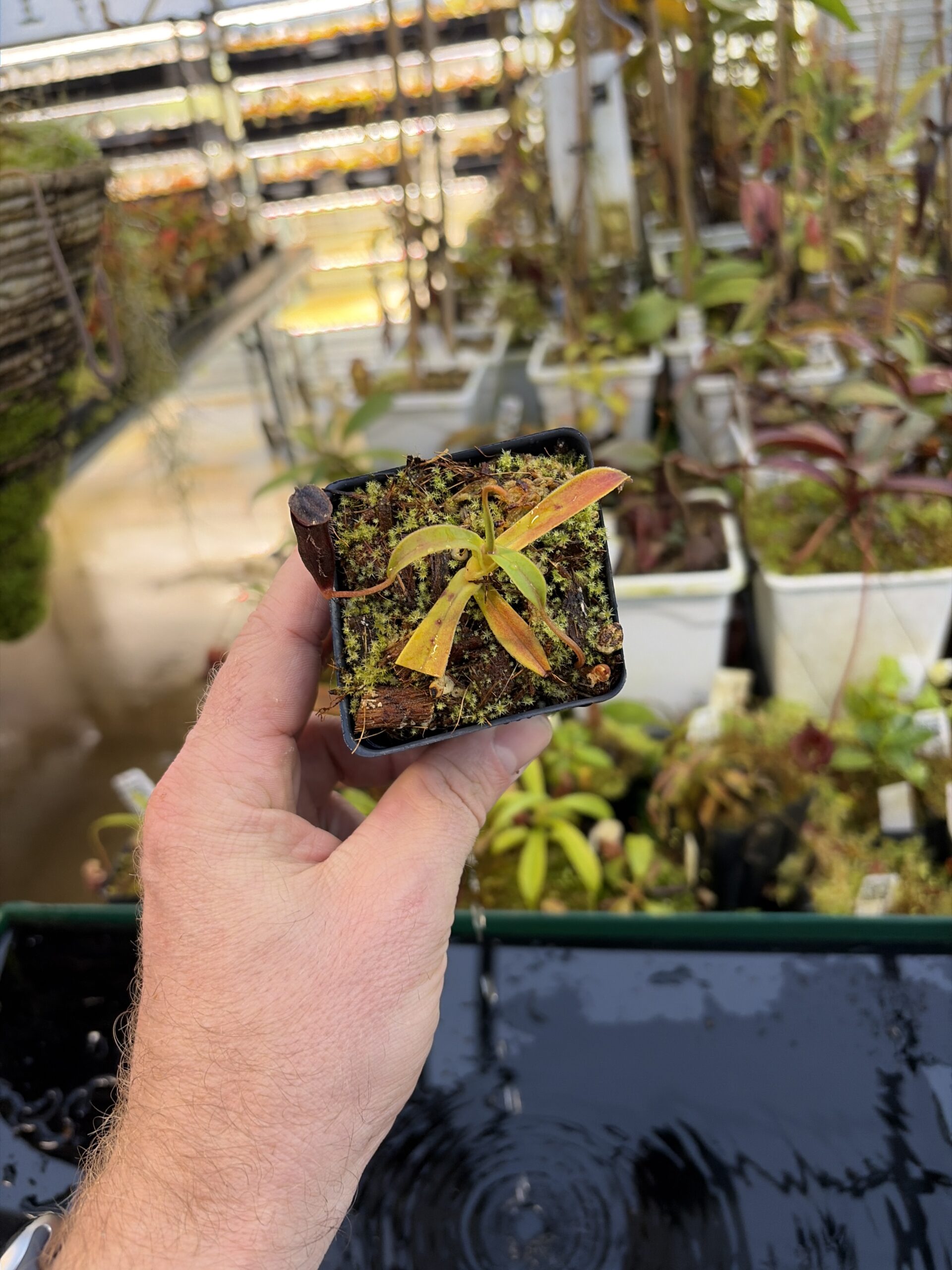 Wide Angle of Nepenthes lingulata | Borneo Exotics | BE-3463 | H27089