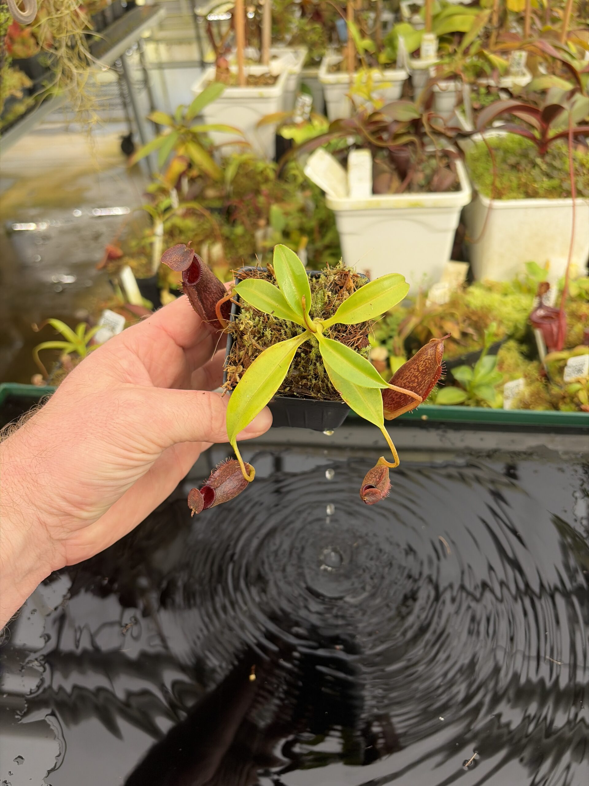 Wide Angle of Nepenthes (lowii x macrophylla) x aristolochioides | Borneo Exotics | BE-4511 | H27399