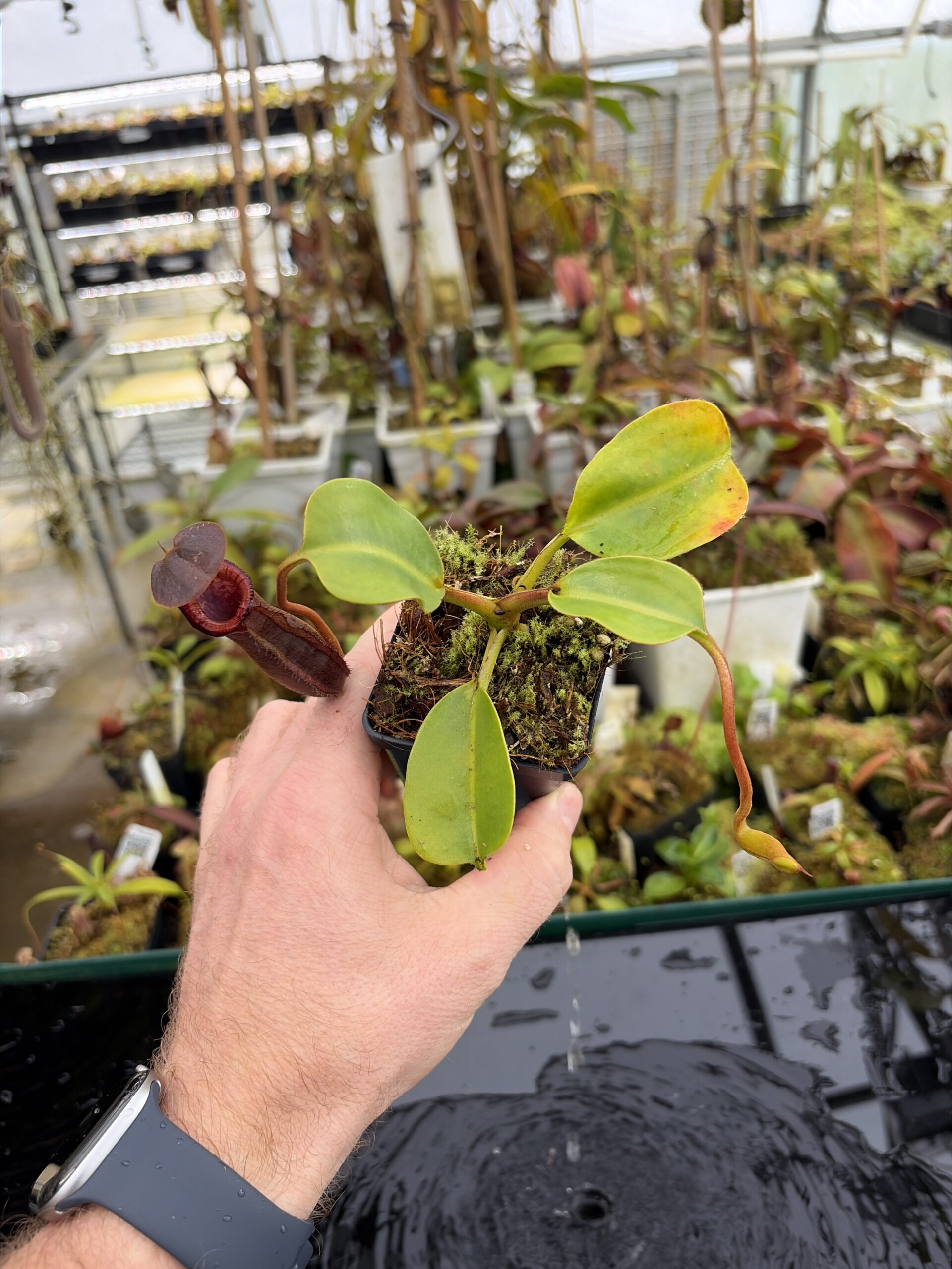 Wide Angle of Nepenthes (lowii x macrophylla) x robcantleyi | Borneo Exotics | BE-4545 | H27122