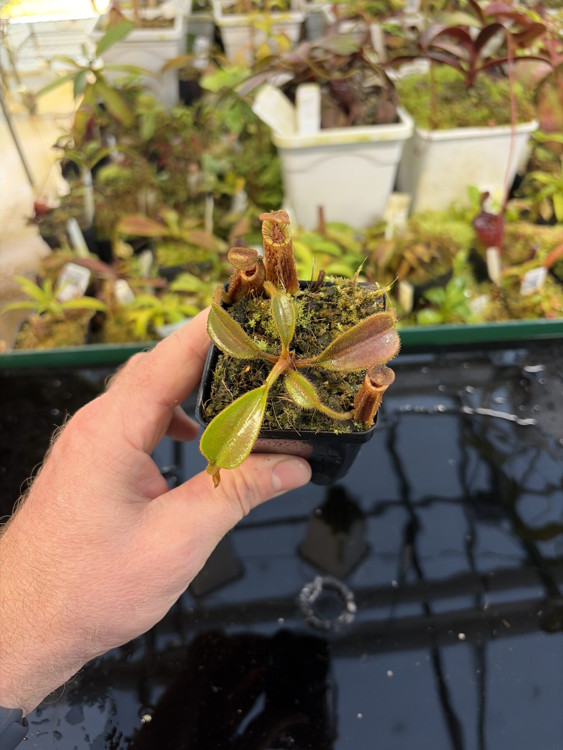 Wide Angle of Nepenthes lowii x mollis | Andreas Wistuba | AW-RSC | H27290