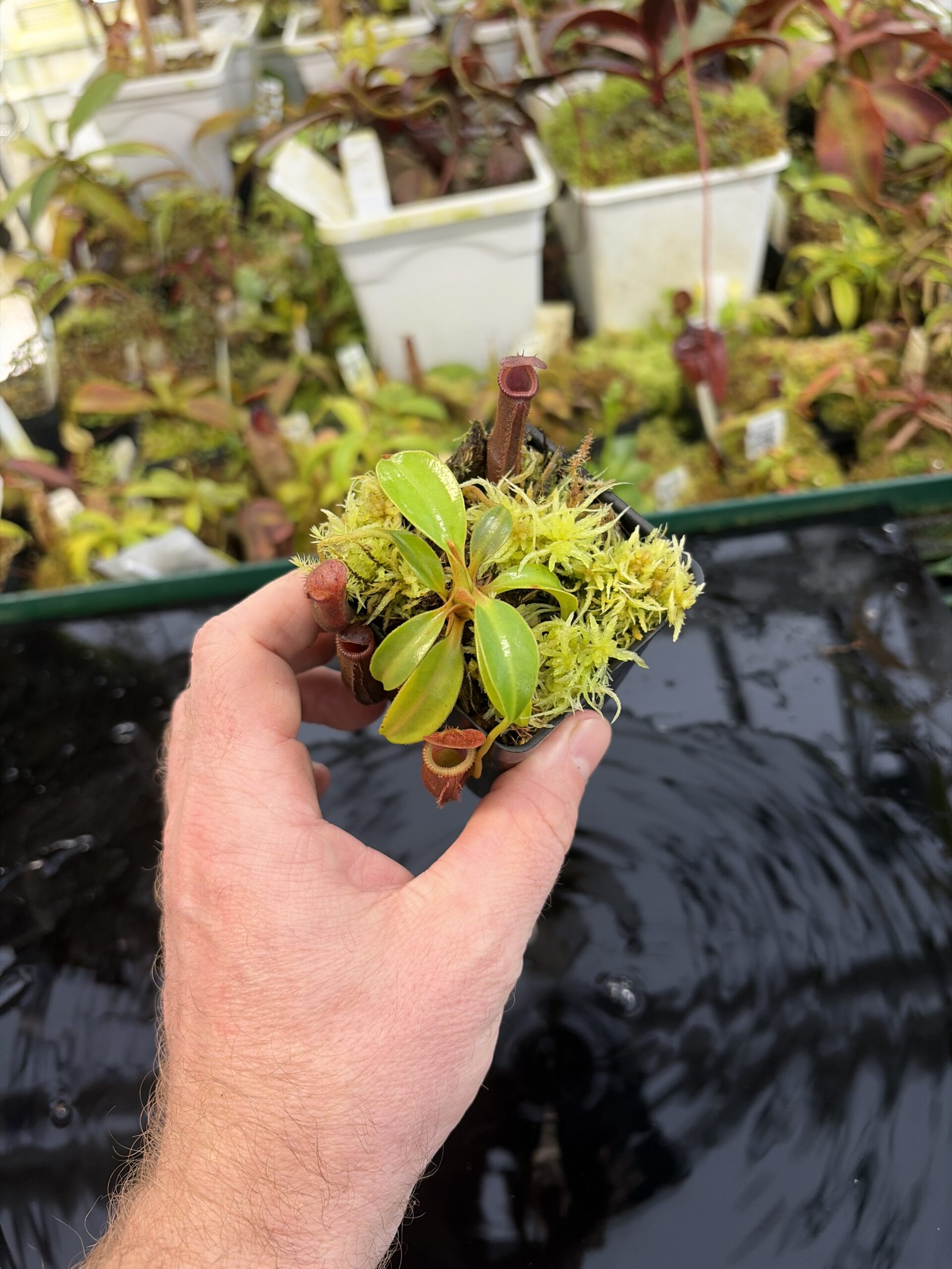 Wide Angle of Nepenthes (lowii x truncata squat) x edwardsiana | Andreas Wistuba | AW-ISC) | IN27329