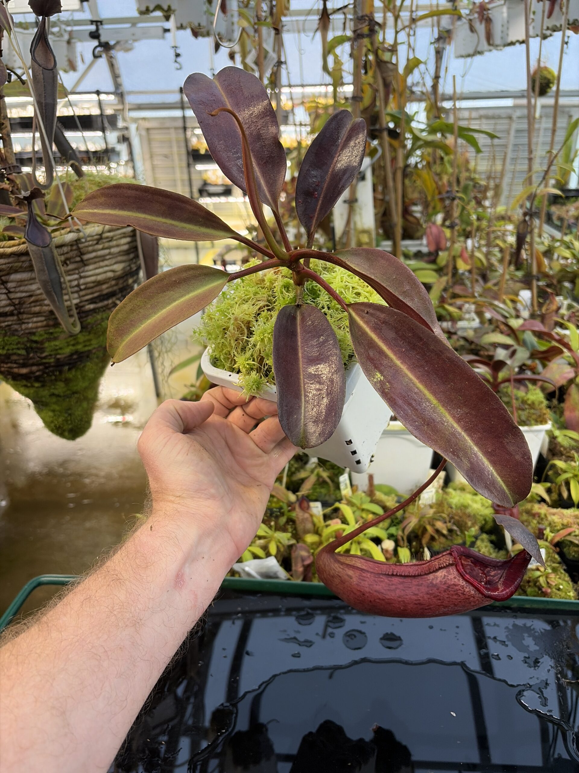 Wide Angle of Nepenthes (lowii x truncata squat) x peltata | Randomly selected from various clones (RSC) | Andreas Wistuba | AW-Nx_(lowXtrunc)Xpelt.1 | IN27322