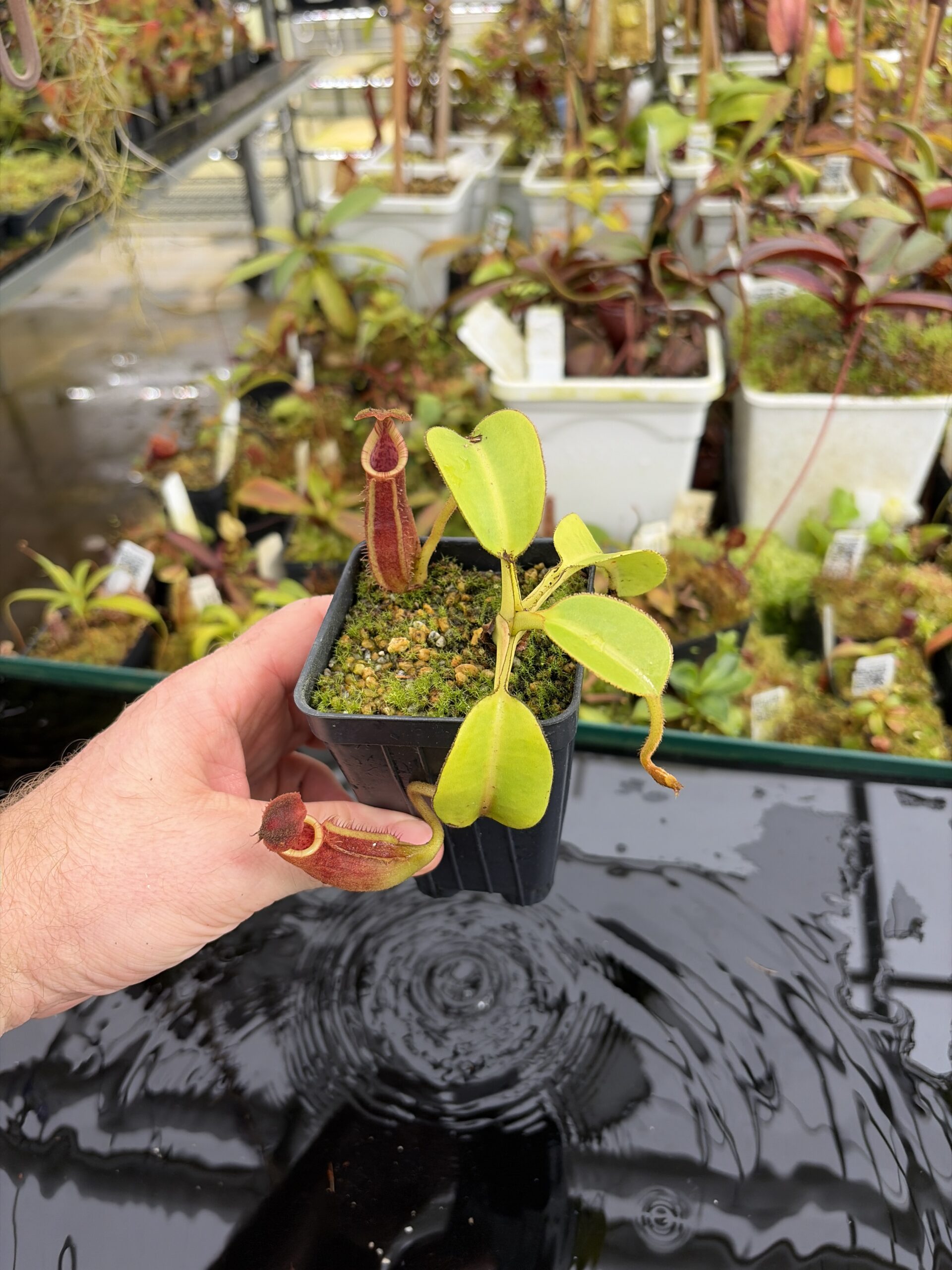 Wide Angle of Nepenthes (lowii x truncata) x (burbidgeae x lowii) | Andreas Wistuba | AW-ISC | IN27105