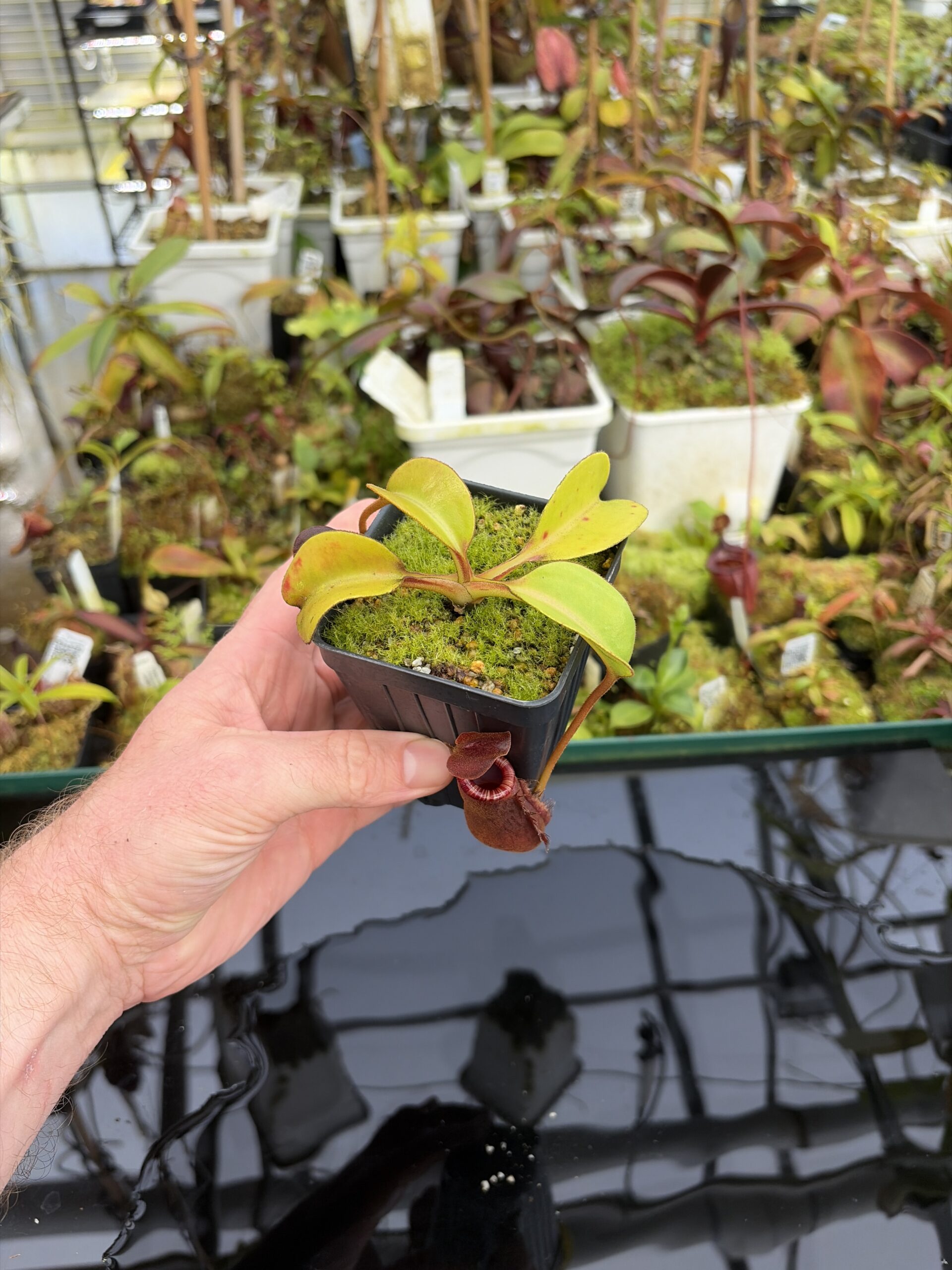 Wide Angle of Nepenthes (lowii x truncata) x (burbidgeae x lowii) | Andreas Wistuba | AW-ISC | IN27300