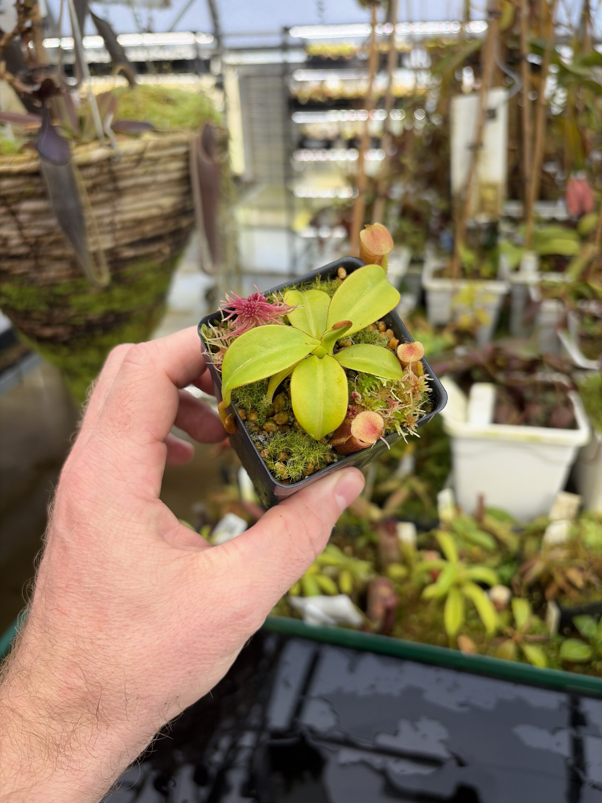 Wide Angle of Nepenthes macrophylla (Gunung Trusmadi, Borneo) | Andreas Wistuba | AW-3 | H27302