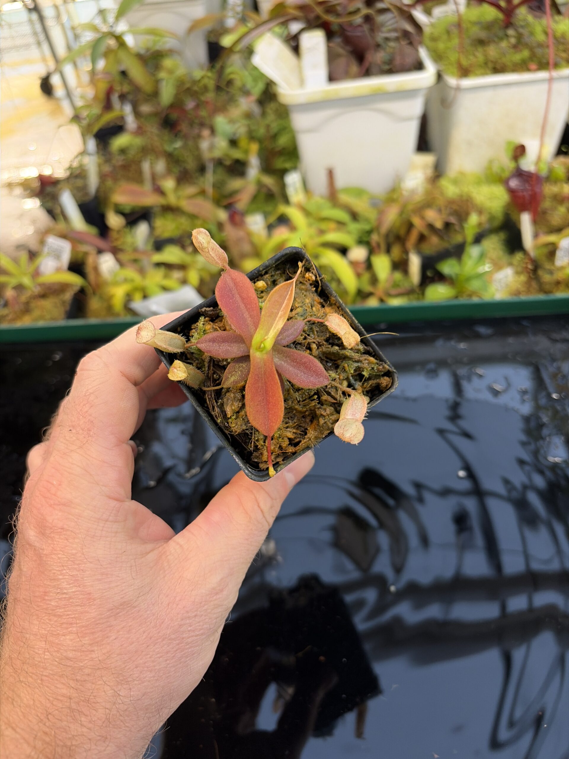 Wide Angle of Nepenthes mapuluensis | Jeremiah Harris | JH-143.01 | IN27279