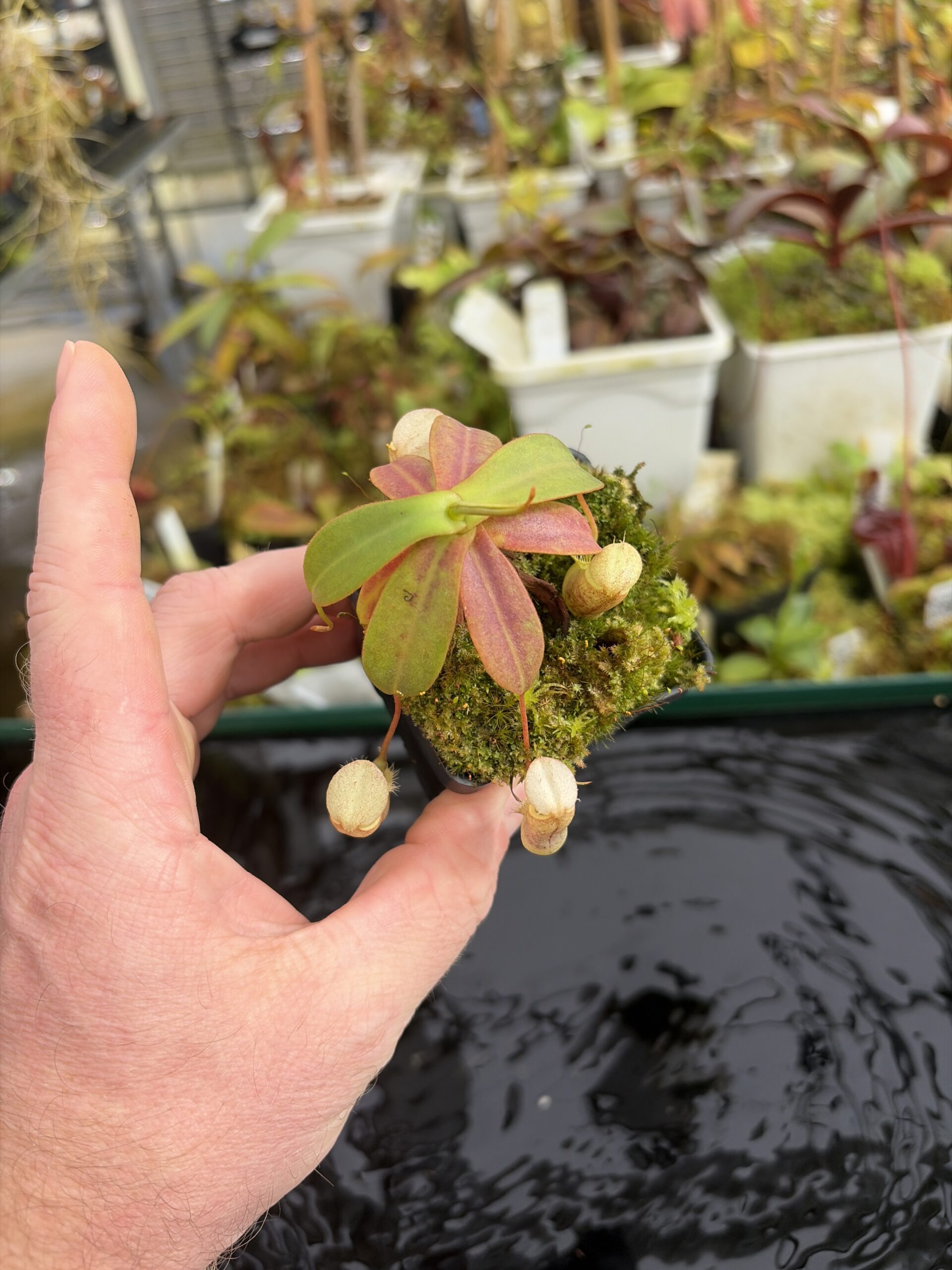 Wide Angle of Nepenthes mapuluensis | Jeremiah Harris | JH-143.05 | IN27357
