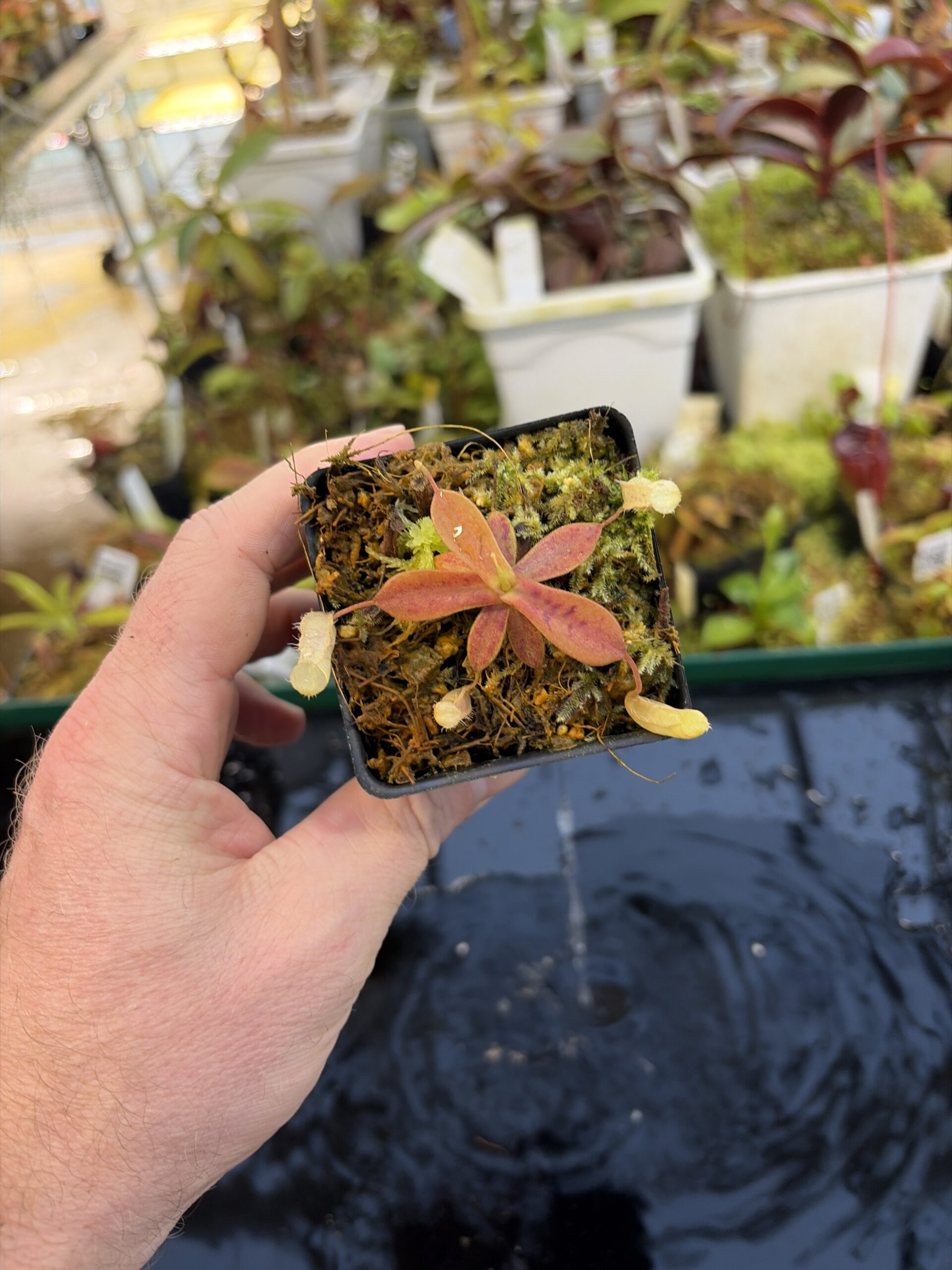 Wide Angle of Nepenthes mapuluensis | Jeremiah Harris | JH-143.06 | IN27278