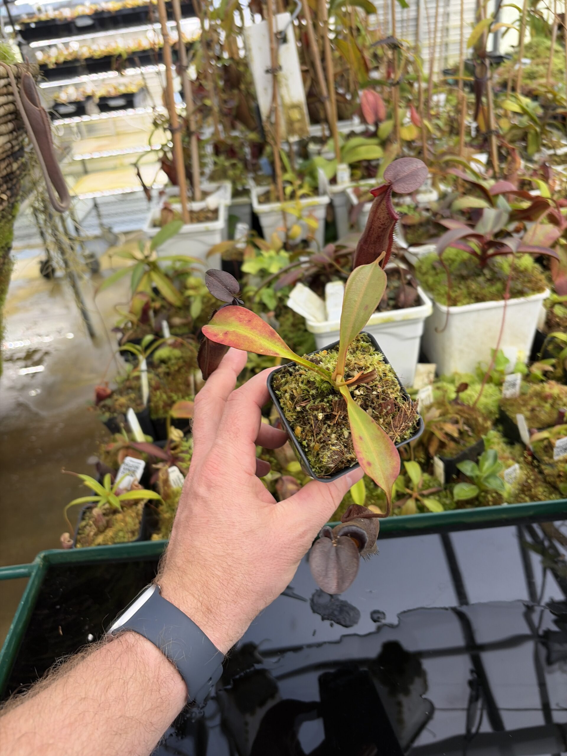 Wide Angle of Nepenthes maxima x ramispina | Borneo Exotics | BE-3740 | IN27219