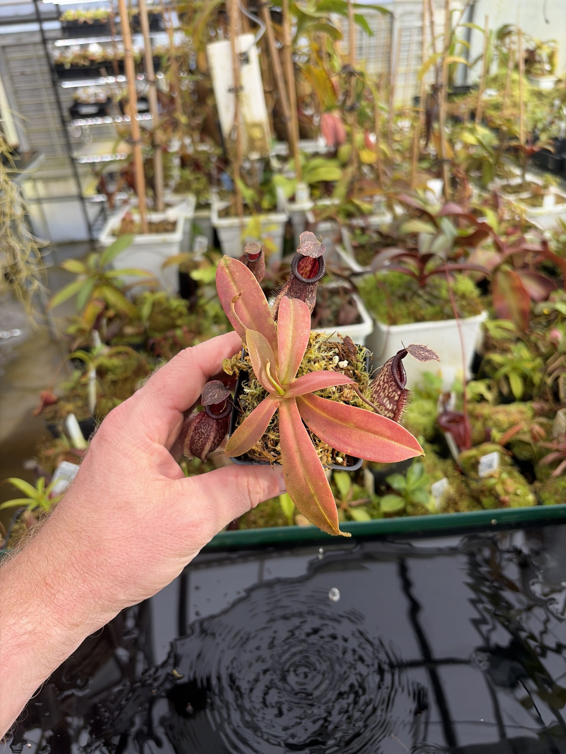 Wide Angle of Nepenthes (maxima x talangensis) x hamata | Borneo Exotics | BE-3777 | IN27362