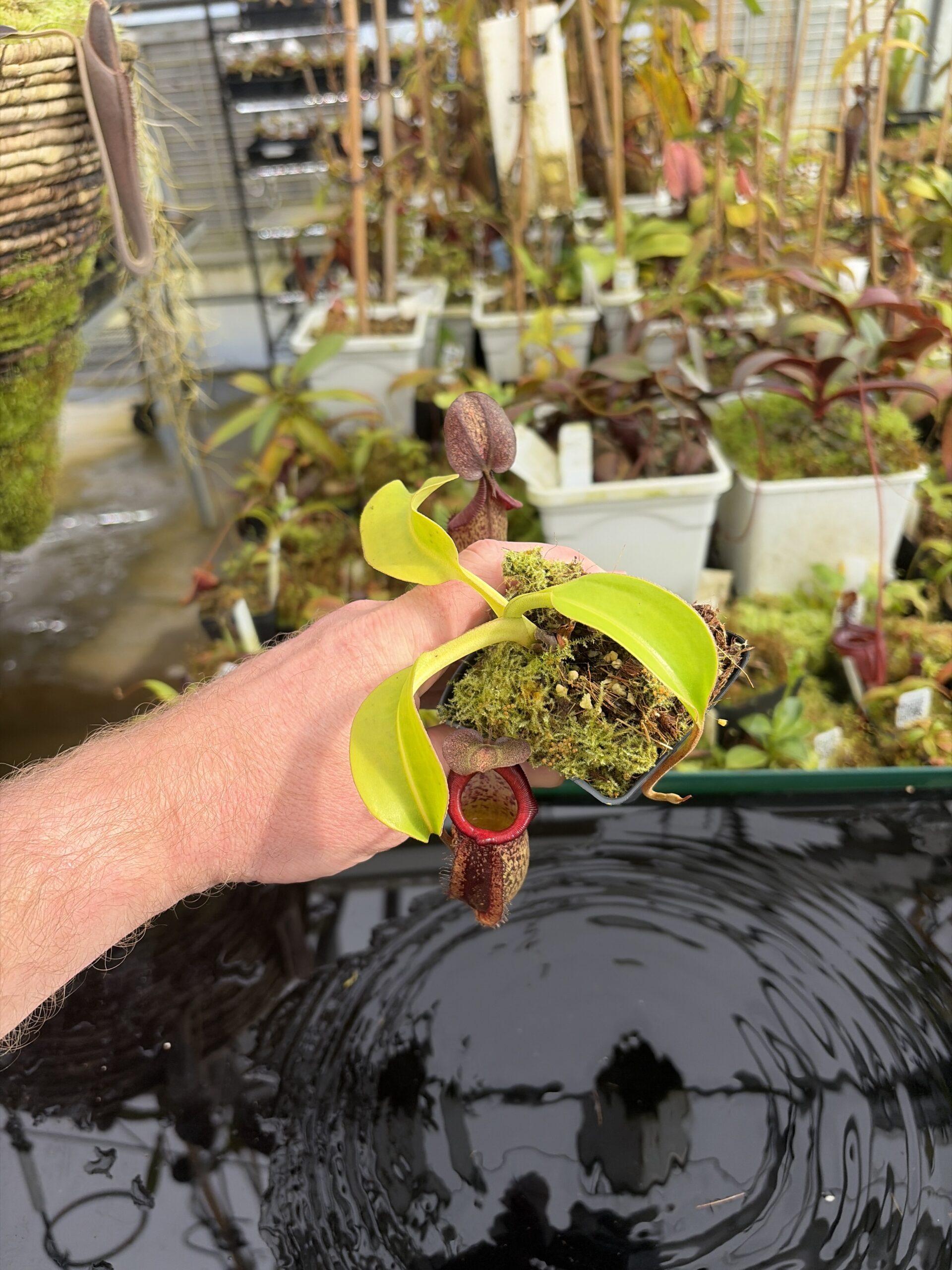 Wide Angle of Nepenthes (maxima x talangensis) x robcantleyi | Borneo Exotics | BE-3959 | IN27358