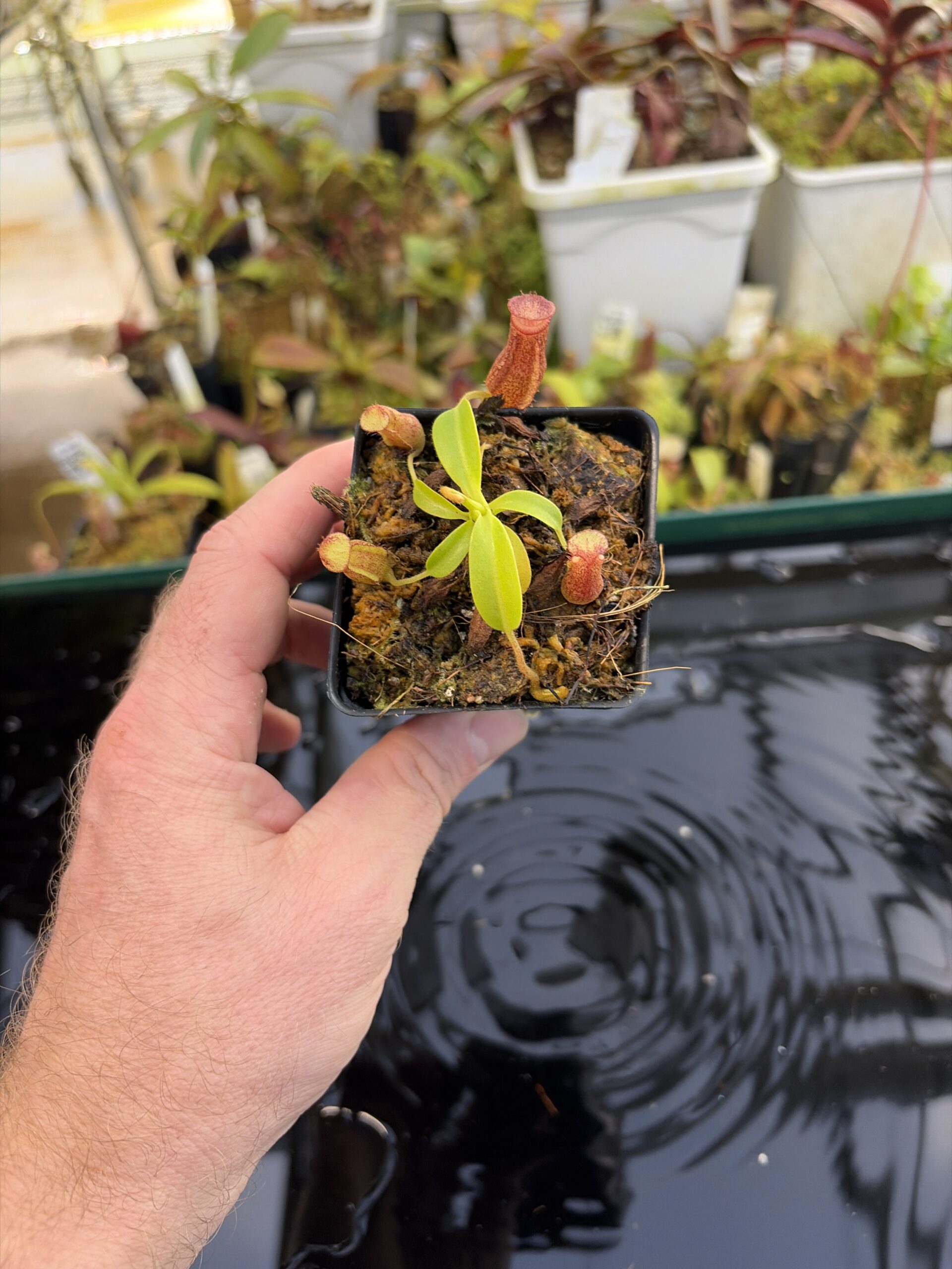 Wide Angle of Nepenthes maxima x villosa | Jeremiah Harris | Assorted Clones | | -375 | IN27063