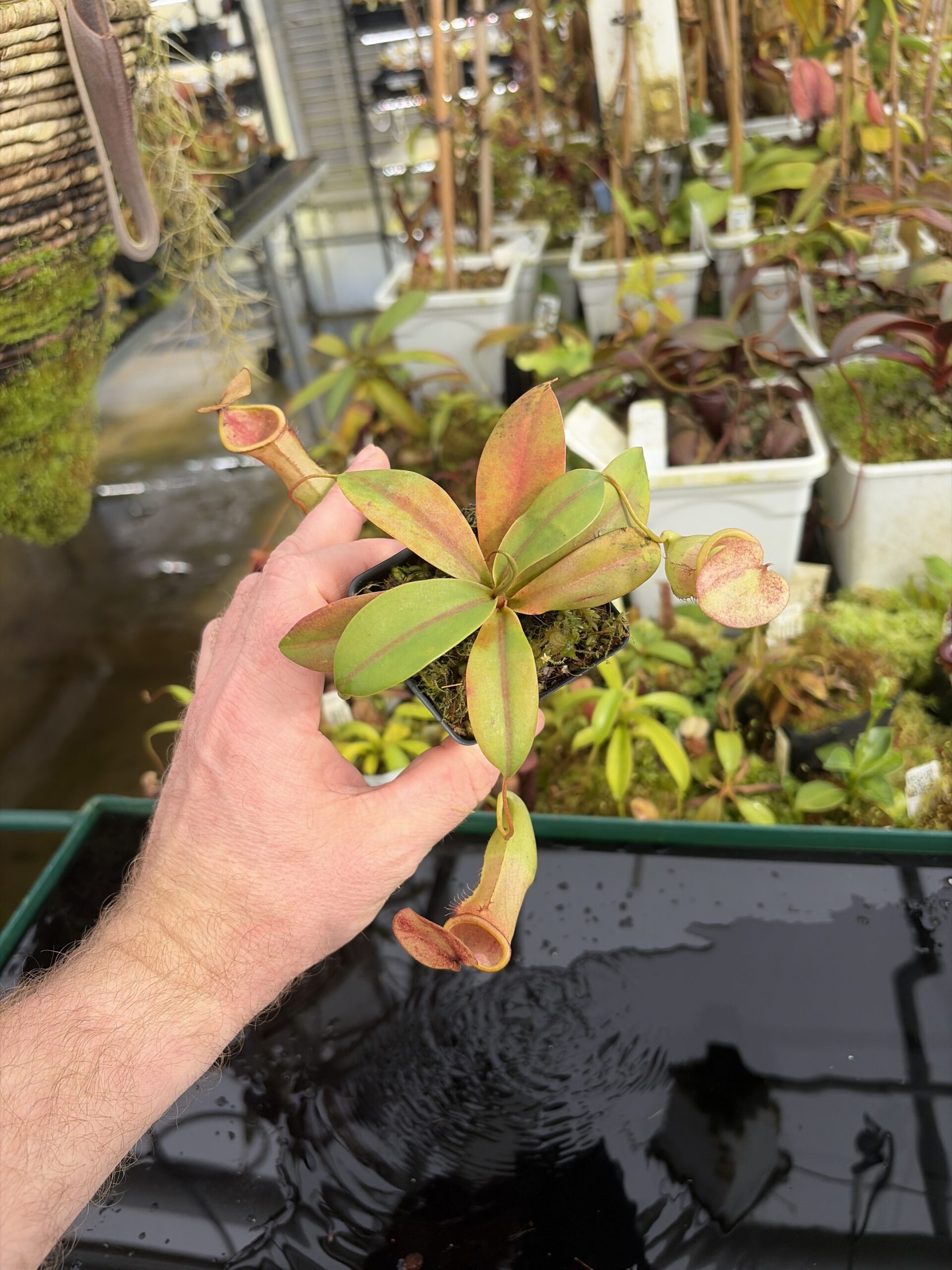 Wide Angle of Nepenthes merrilliana x campanulata | Borneo Exotics | BE-3473 | L27379