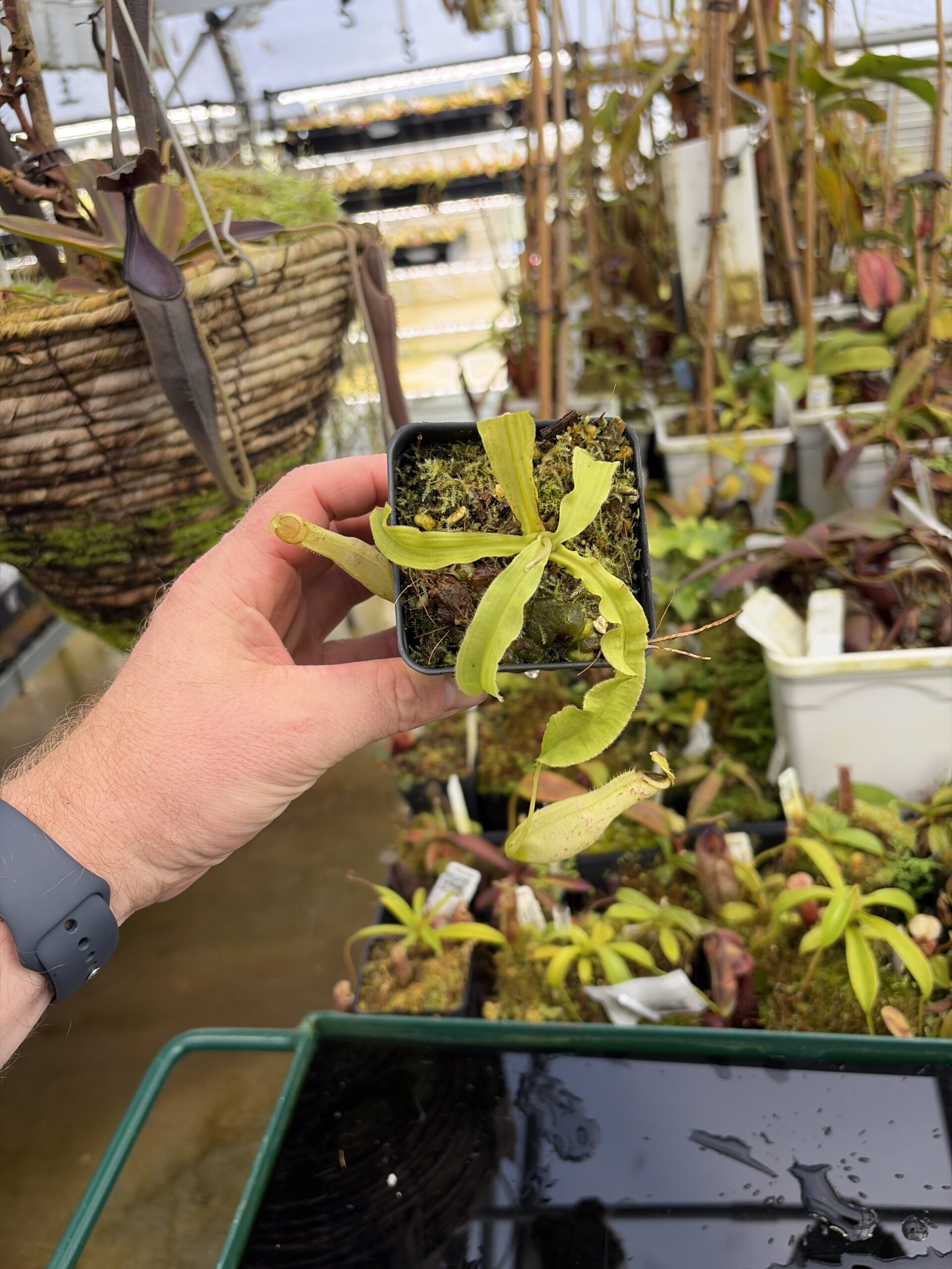 Wide Angle of Nepenthes mirabilis var. echinostoma | Borneo Exotics | BE-3372 | L27220
