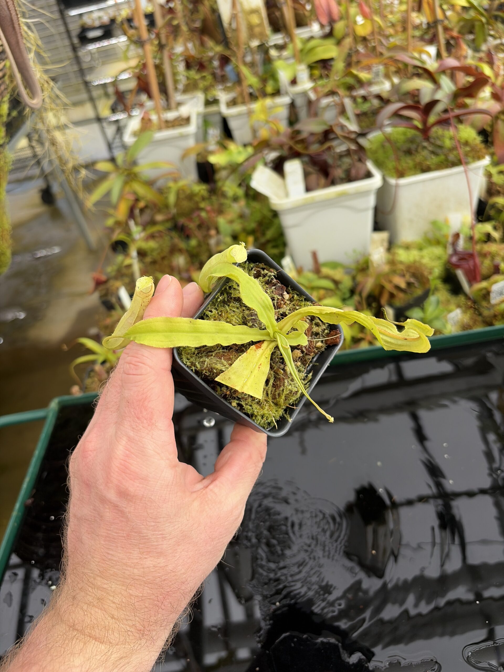 Wide Angle of Nepenthes mirabilis var. echinostoma | Borneo Exotics | BE-3372 | L27342