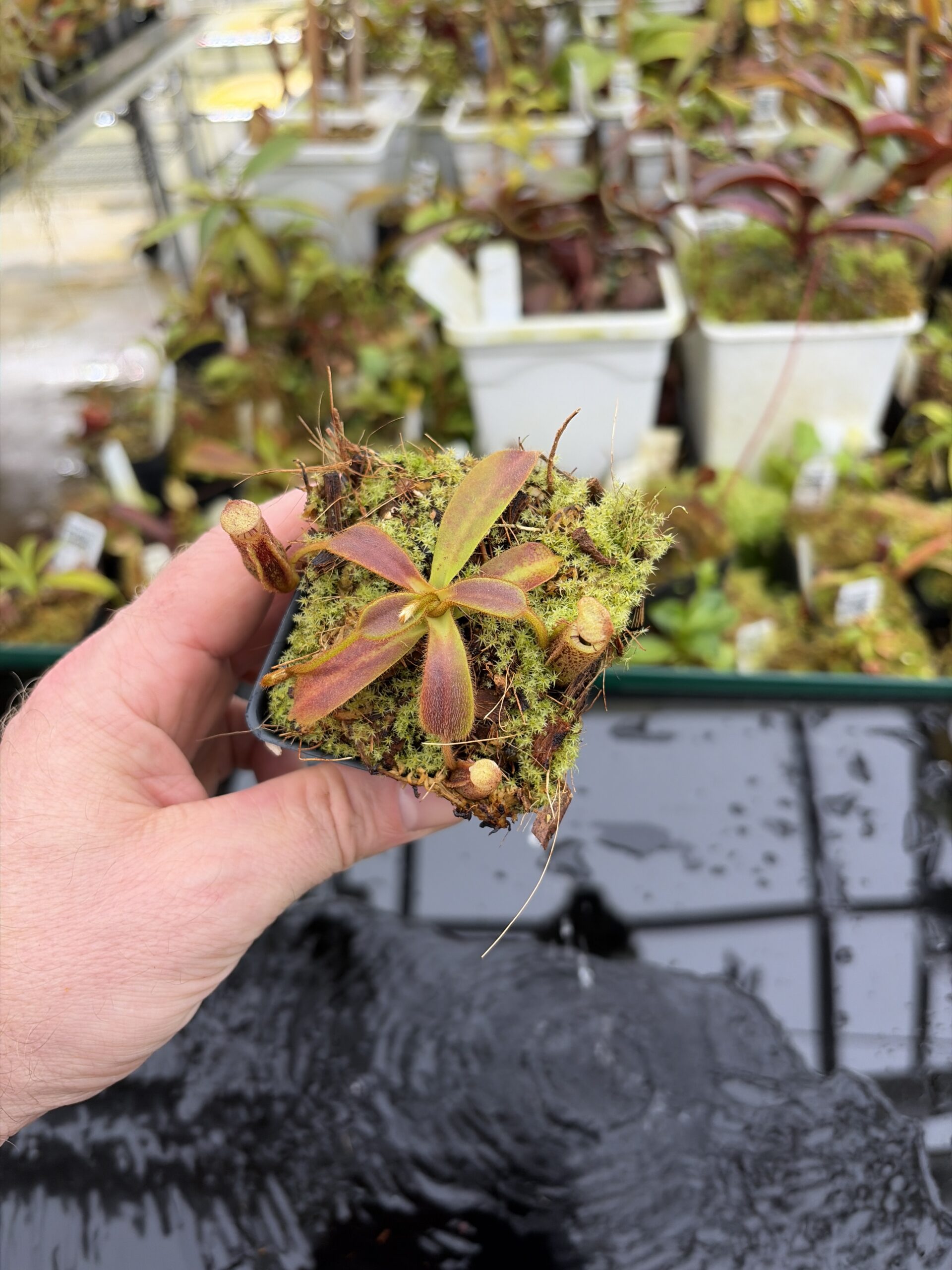 Wide Angle of Nepenthes mollis | Borneo Exotics | BE-3921 | H27162