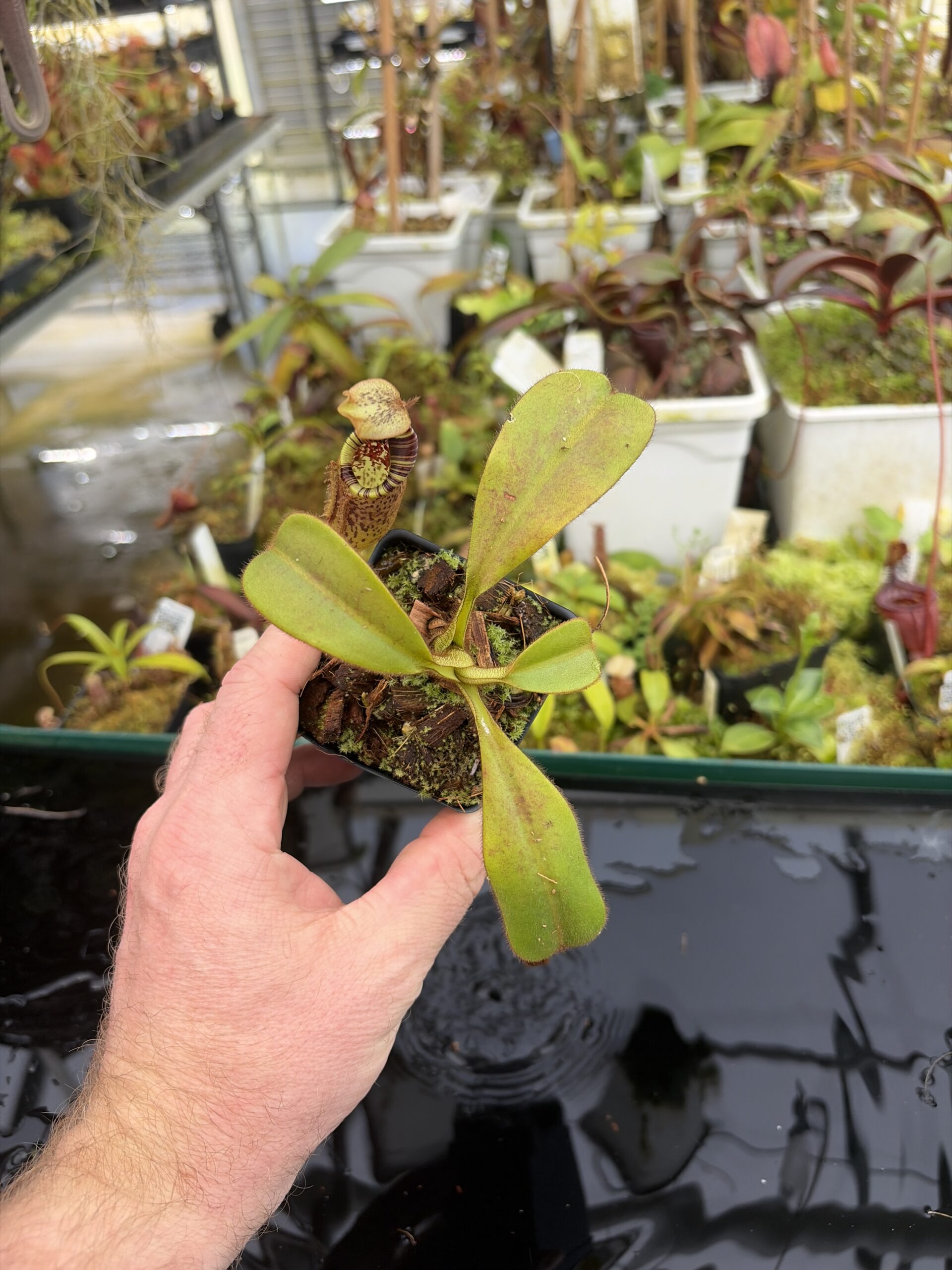 Wide Angle of Nepenthes mollis | Borneo Exotics | BE-3921 | H27404