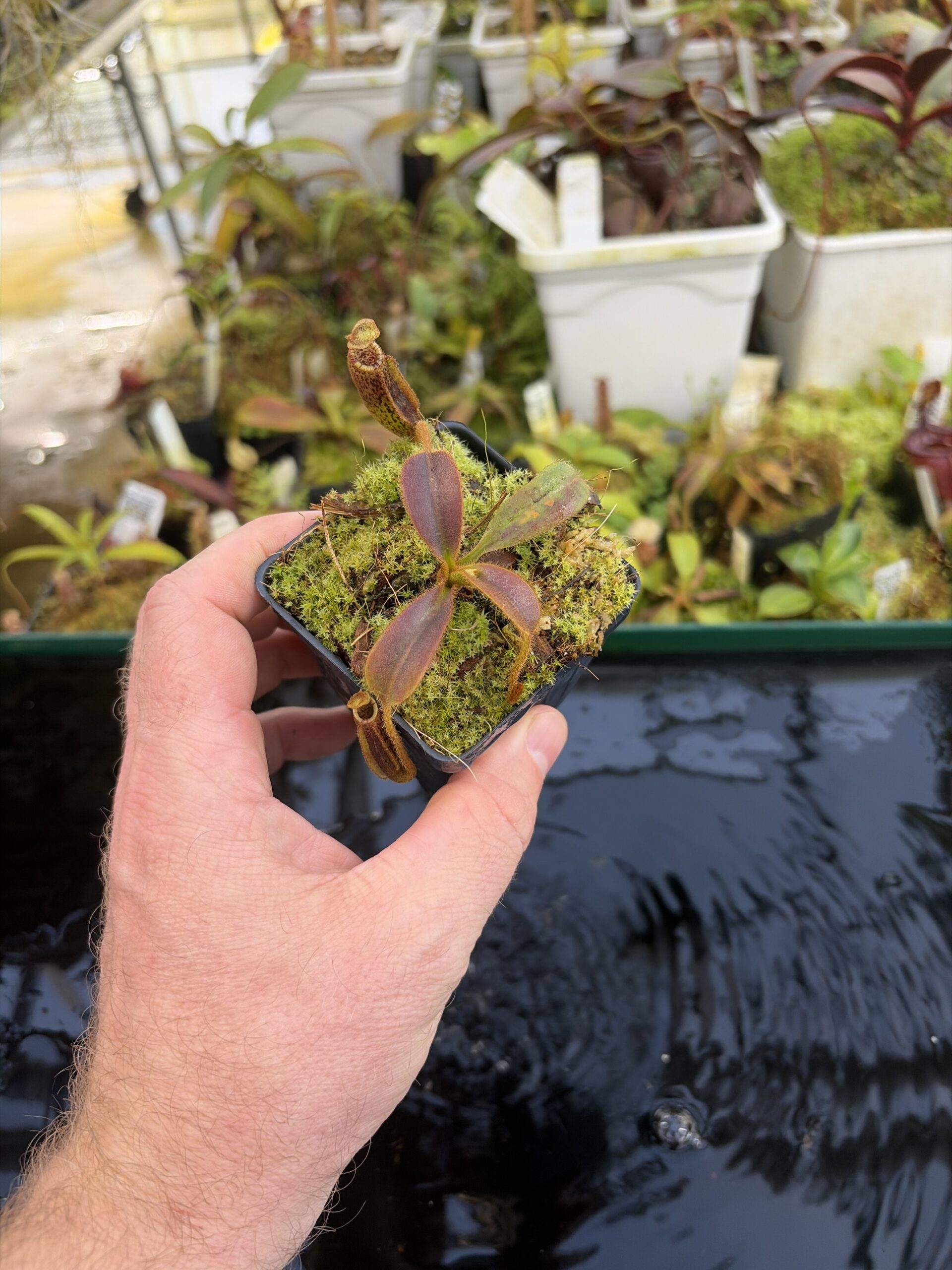 Wide Angle of Nepenthes mollis | Borneo Exotics | BE-3921 | H27427