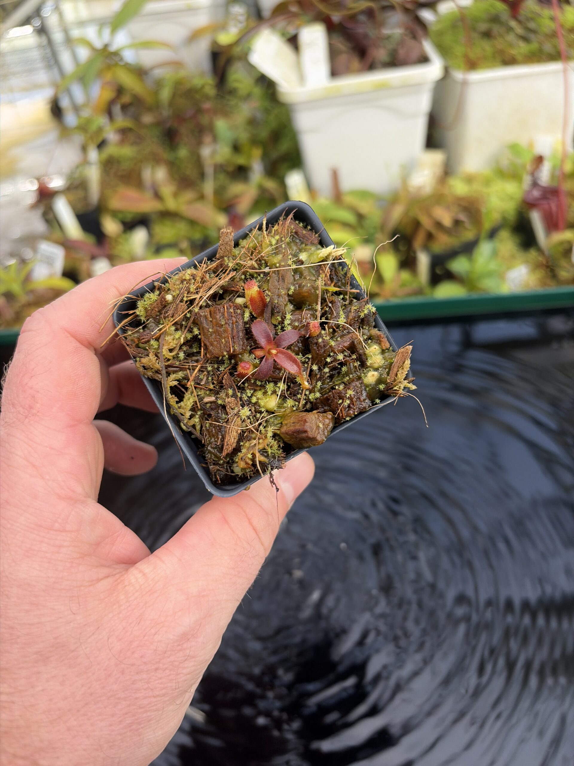 Wide Angle of Nepenthes mollis (Hort.) | Assorted Clones | Jeremiah Harris | JH-497 | H27416