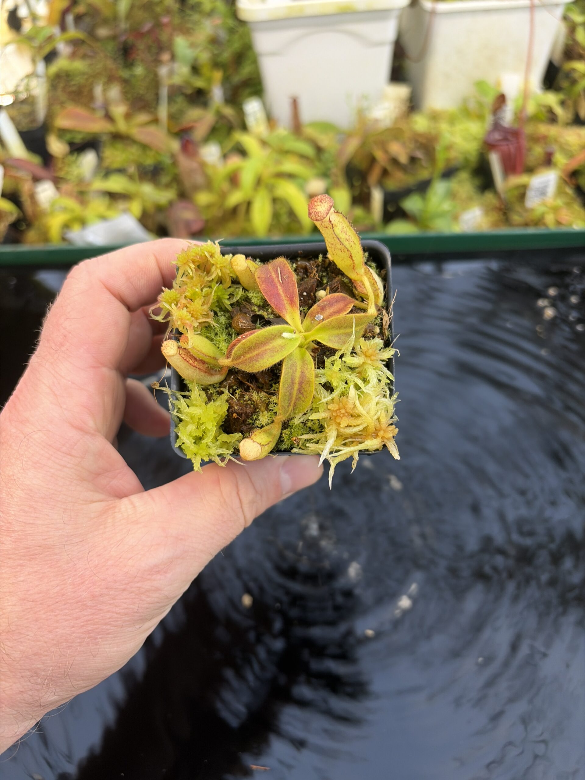 Wide Angle of Nepenthes mollis (N. hurrelliana) (Borneo) | Andreas Wistuba | AW-ISC | H27433