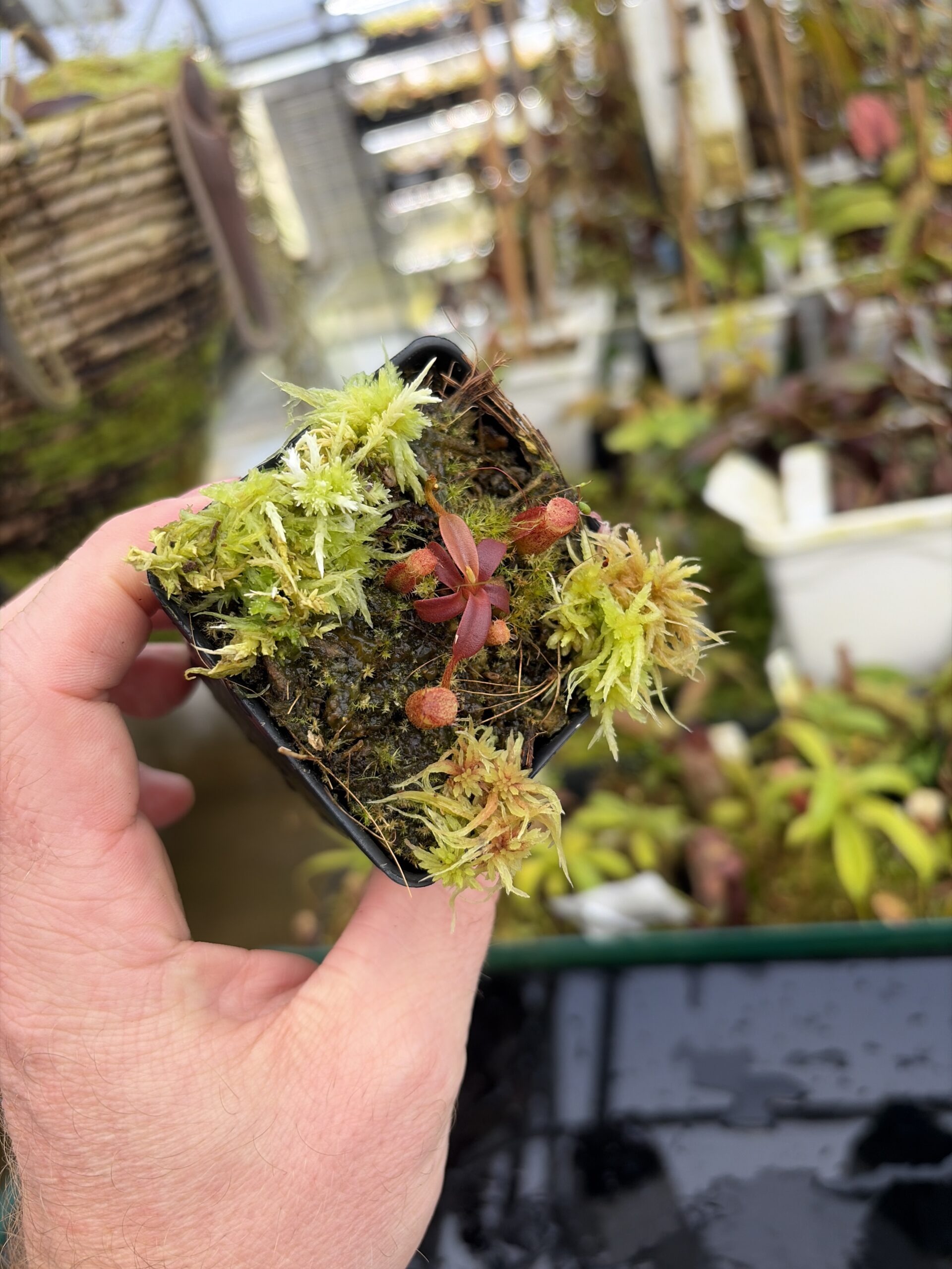 Wide Angle of Nepenthes mollis x diabolica #2 | Florae Collaborative | FC-441 | H27303