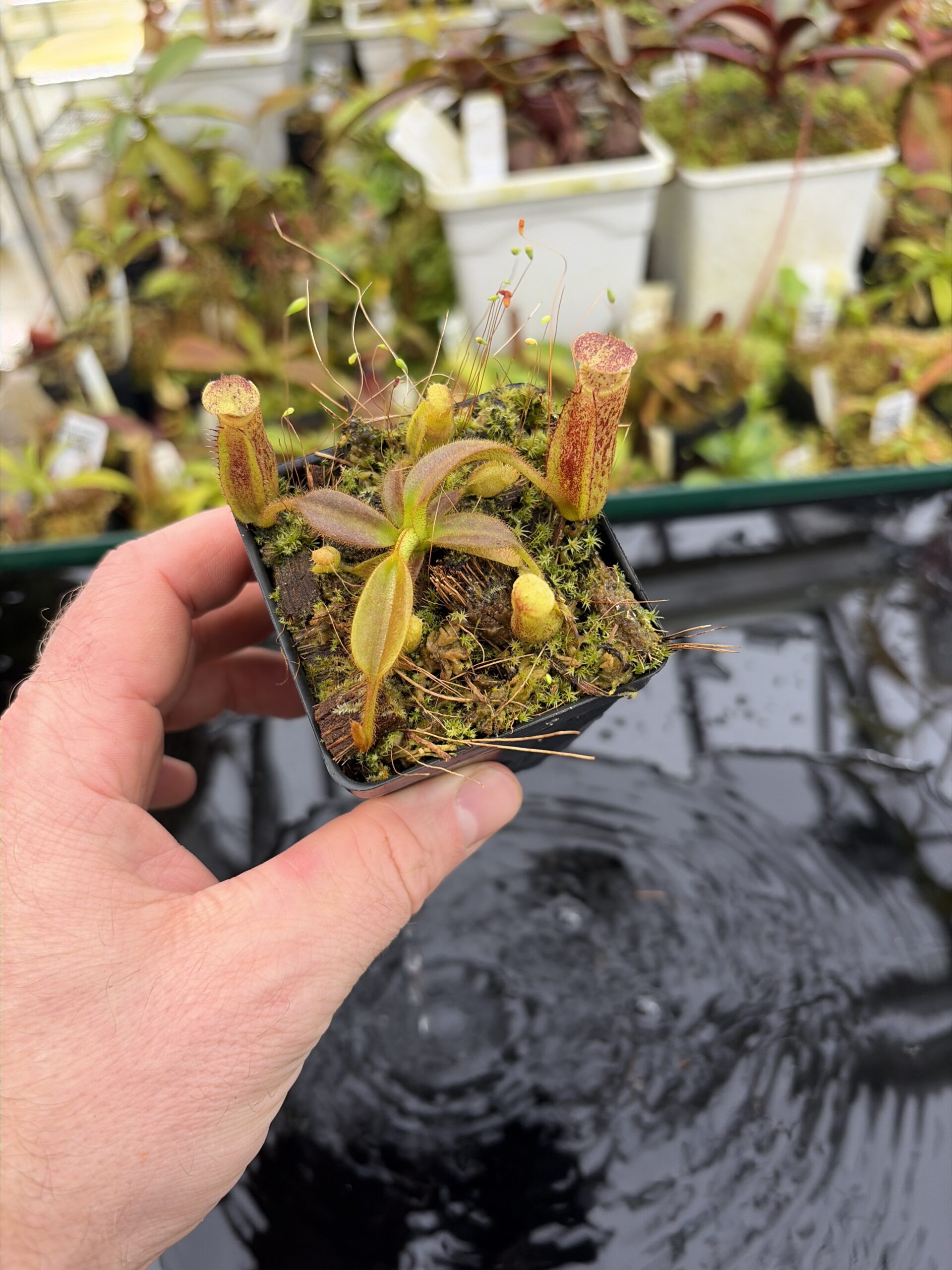 Wide Angle of Nepenthes mollis x eymae #1 | Assorted Clones | Florae Collaborative | FC-440 | H27170