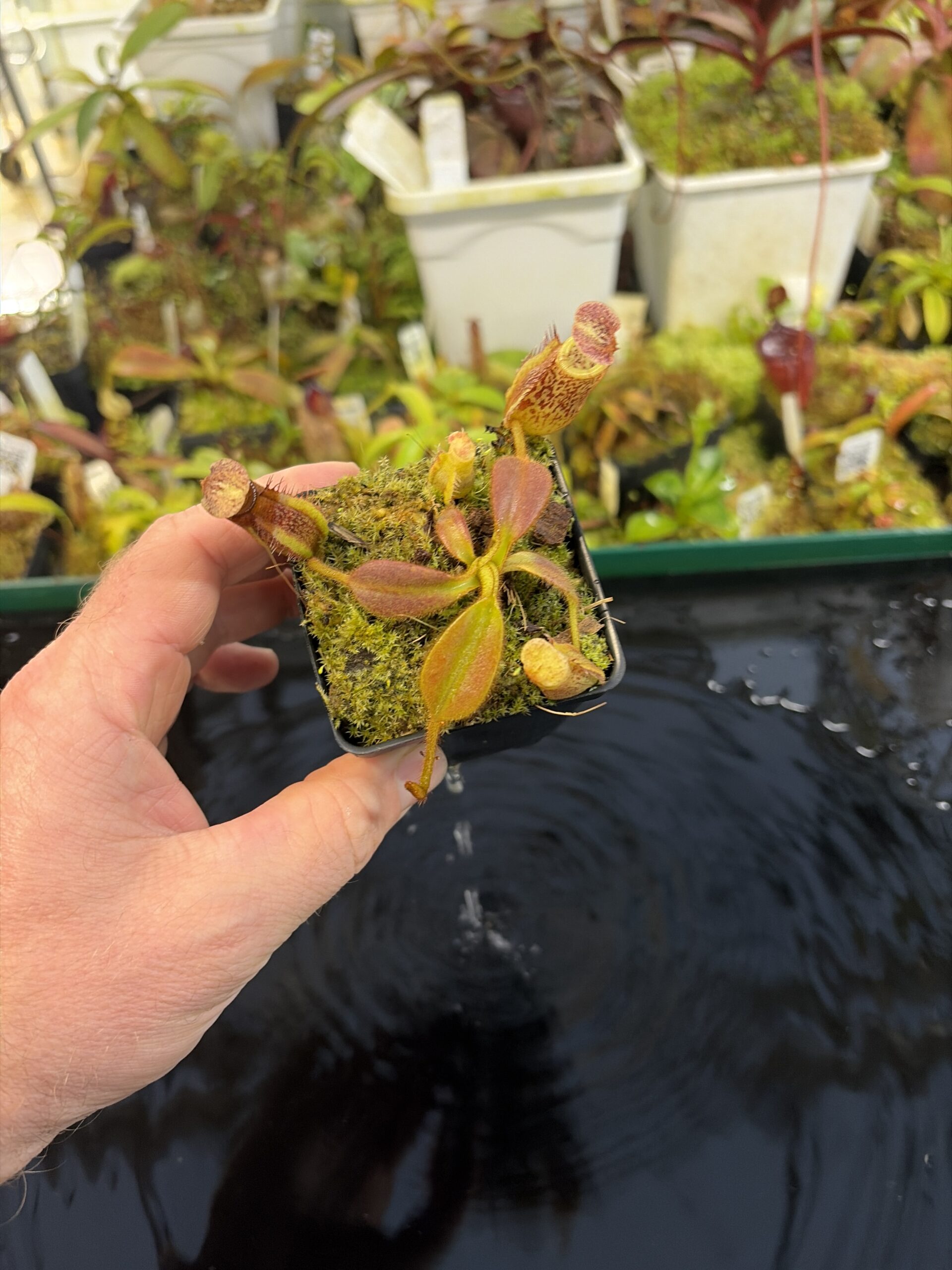 Wide Angle of Nepenthes mollis x eymae #1 | Assorted Clones | Florae Collaborative | FC-440 | H27291