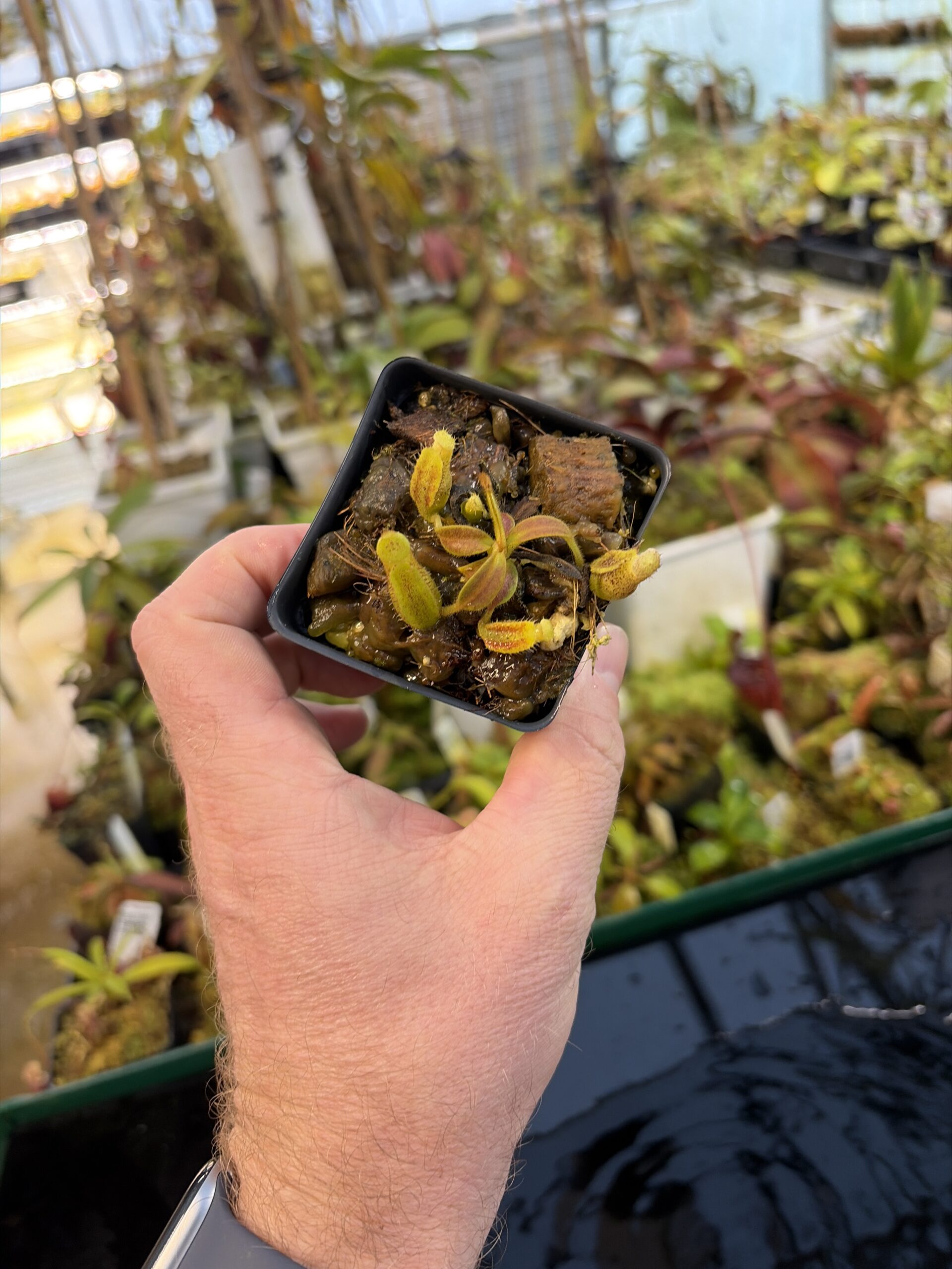 Wide Angle of Nepenthes (mollis x veitchii) x appendiculata | Assorted Clones | Michael Kevin Smith | MKS-525 | IN27281