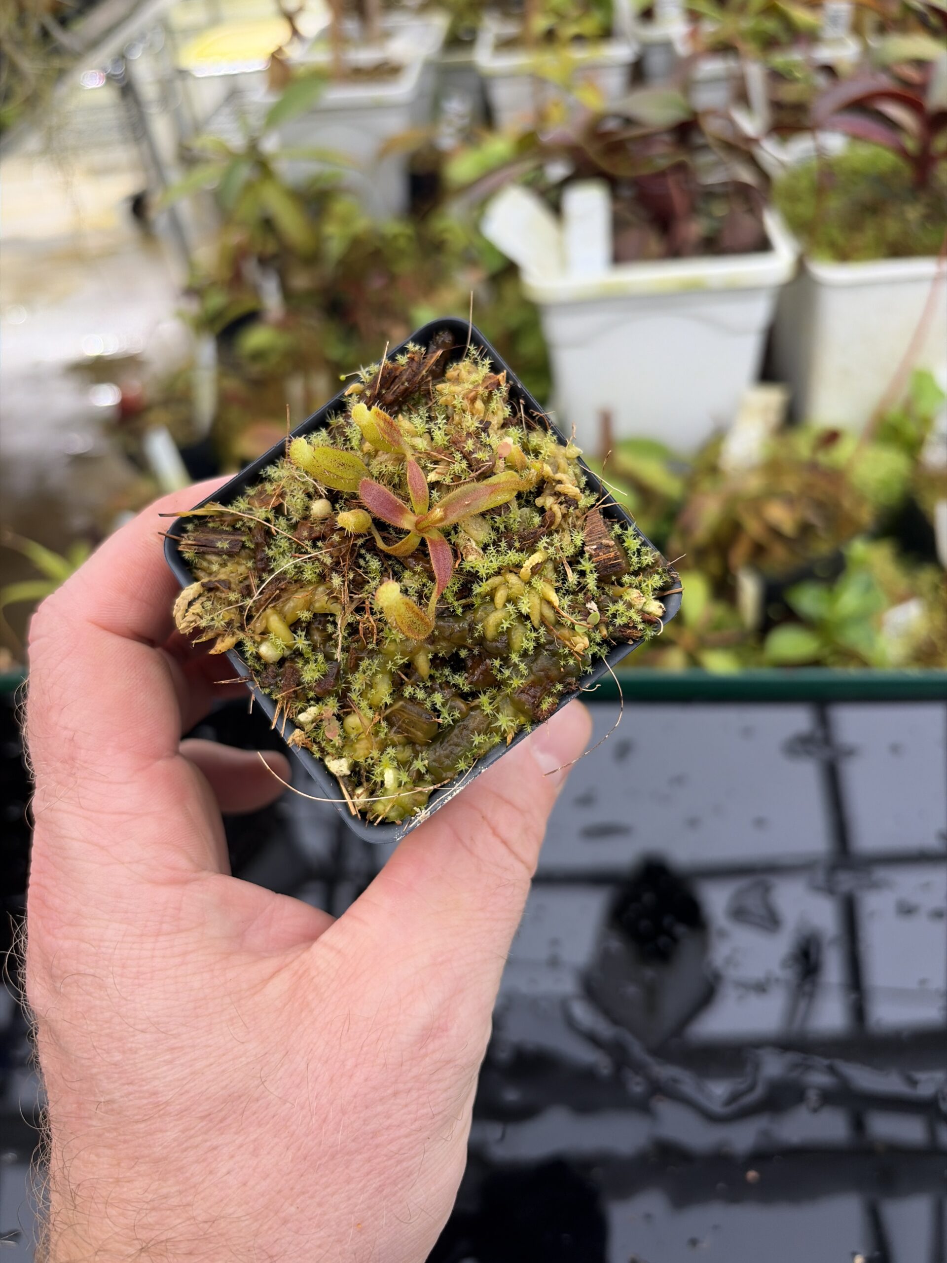 Wide Angle of Nepenthes (mollis x veitchii) x lowii G. Mulu | Assorted Clones | Michael Kevin Smith | MKS-523 | H27181
