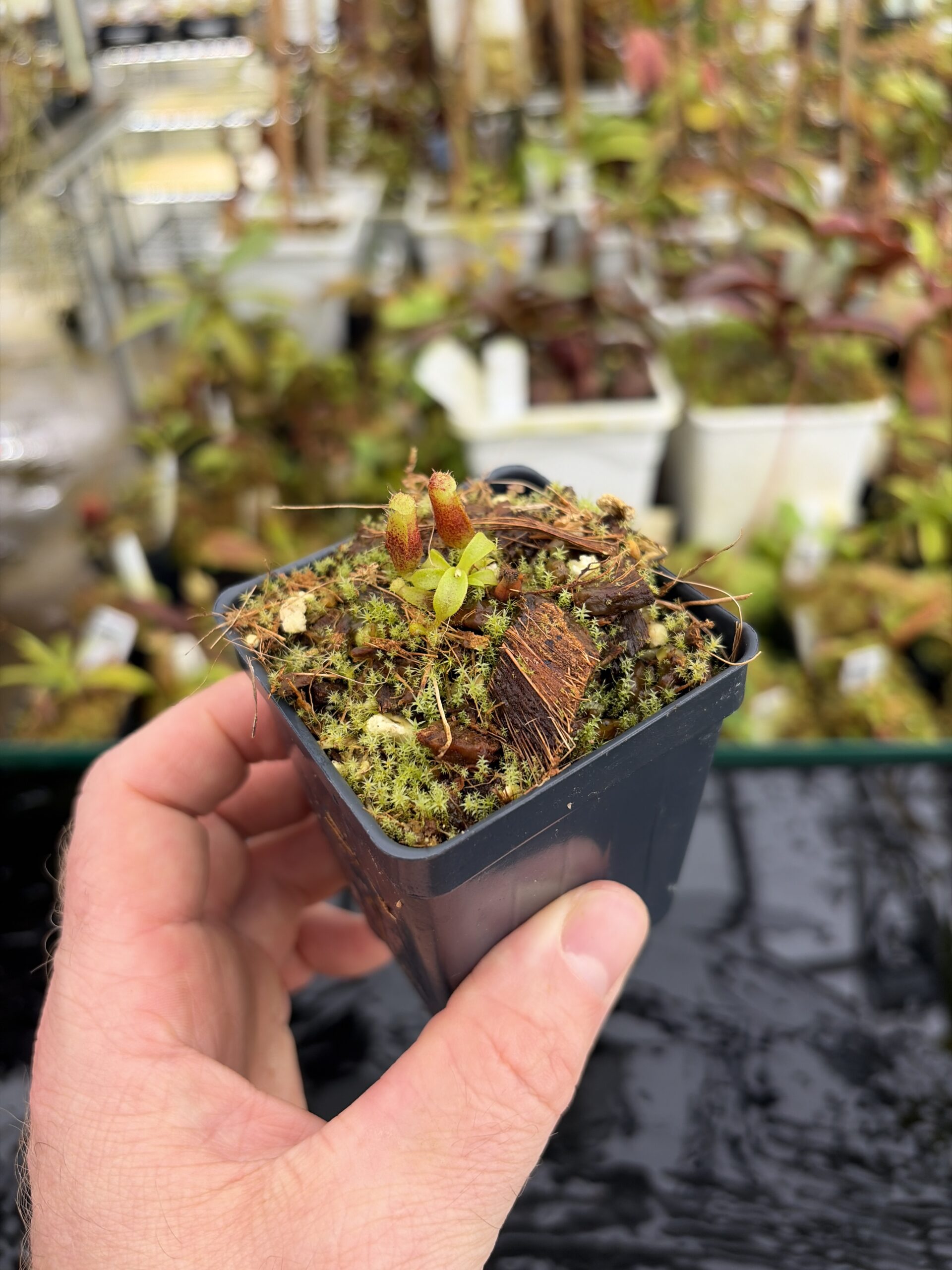 Wide Angle of Nepenthes mollis x villosa | Jeremiah Harris | JH-496.03 | H27137