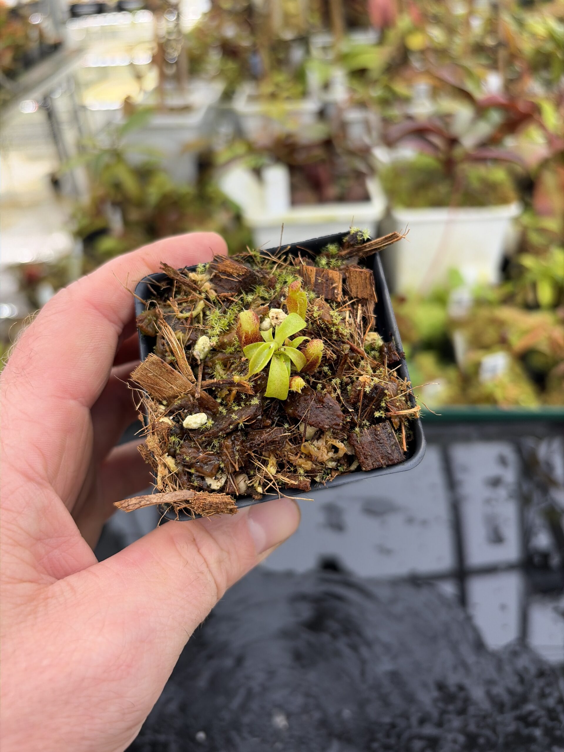 Wide Angle of Nepenthes mollis x villosa | Jeremiah Harris | JH-496.03 | H27185