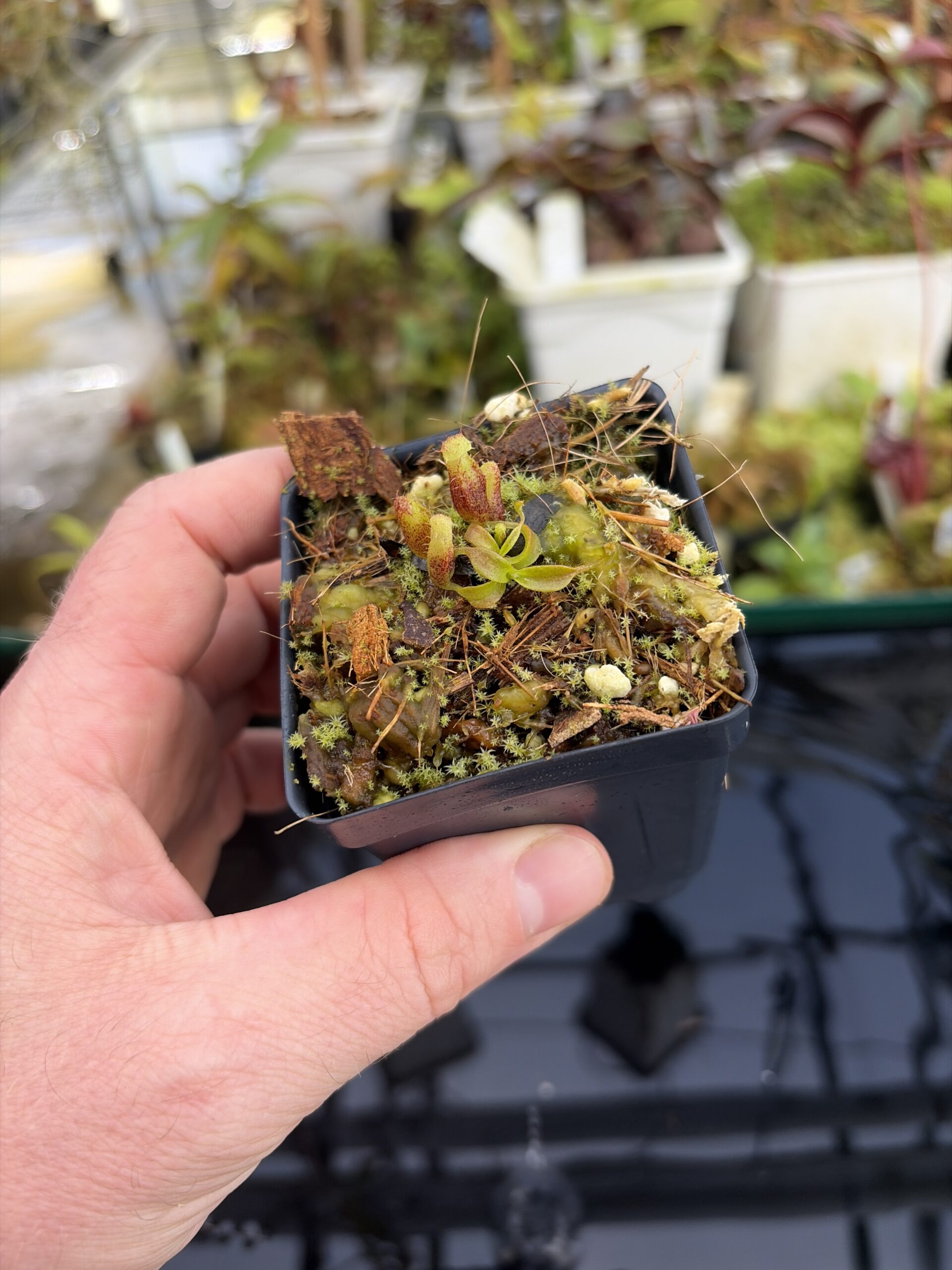 Wide Angle of Nepenthes mollis x villosa | Jeremiah Harris | JH-496.03 | H27417