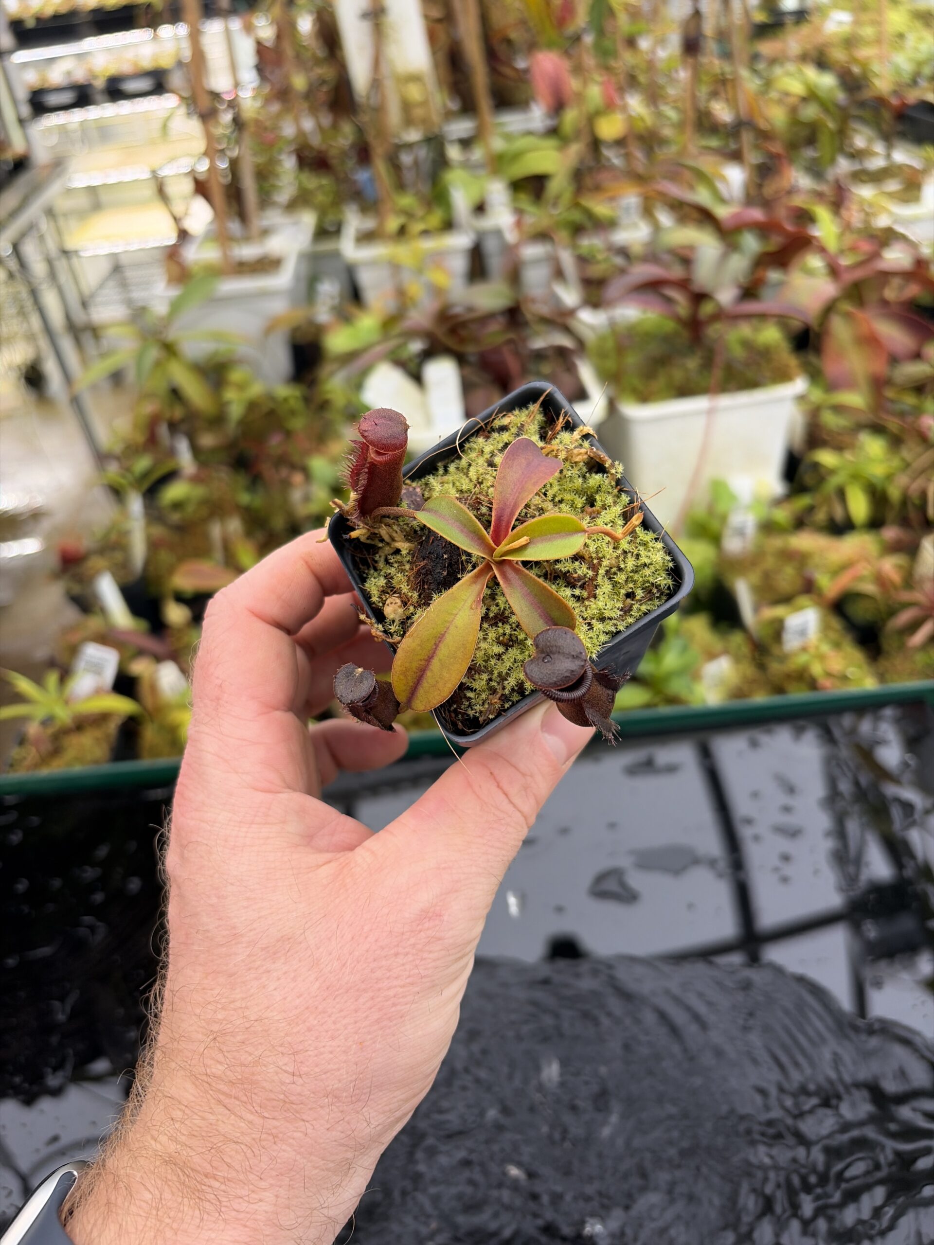 Wide Angle of Nepenthes muluensis x lowii | Borneo Exotics | BE-3128 | H27161