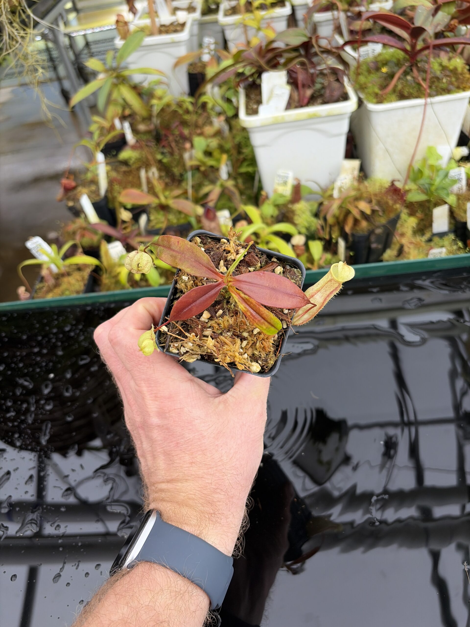 Wide Angle of Nepenthes neoguineensis | Borneo Exotics | BE-4539 | L27041
