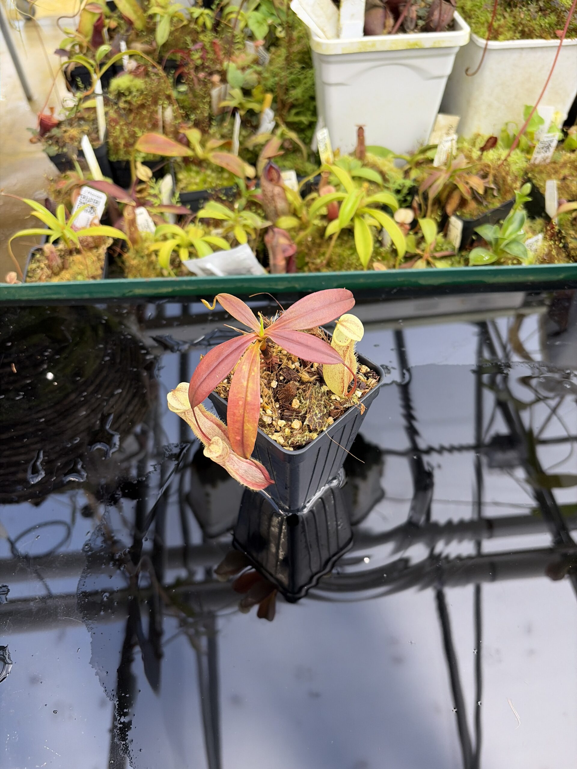 Wide Angle of Nepenthes neoguineensis | Borneo Exotics | BE-4539 | L27221