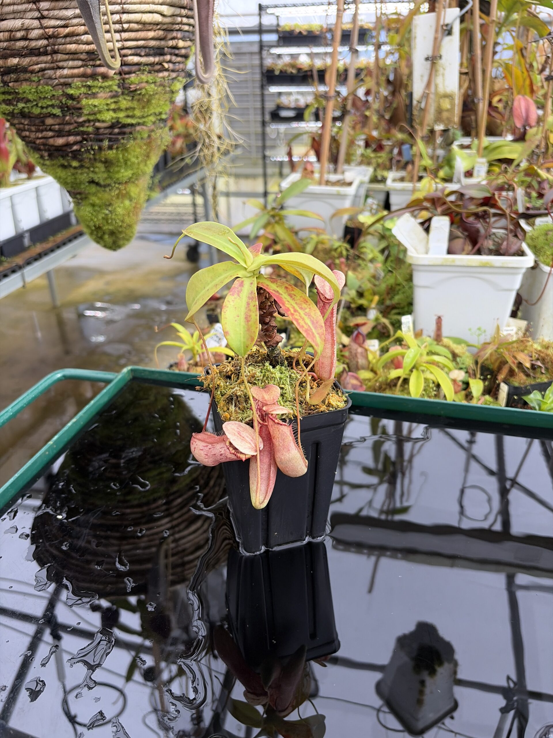 Wide Angle of Nepenthes northiana | Borneo Exotics | BE-3357 | L27333
