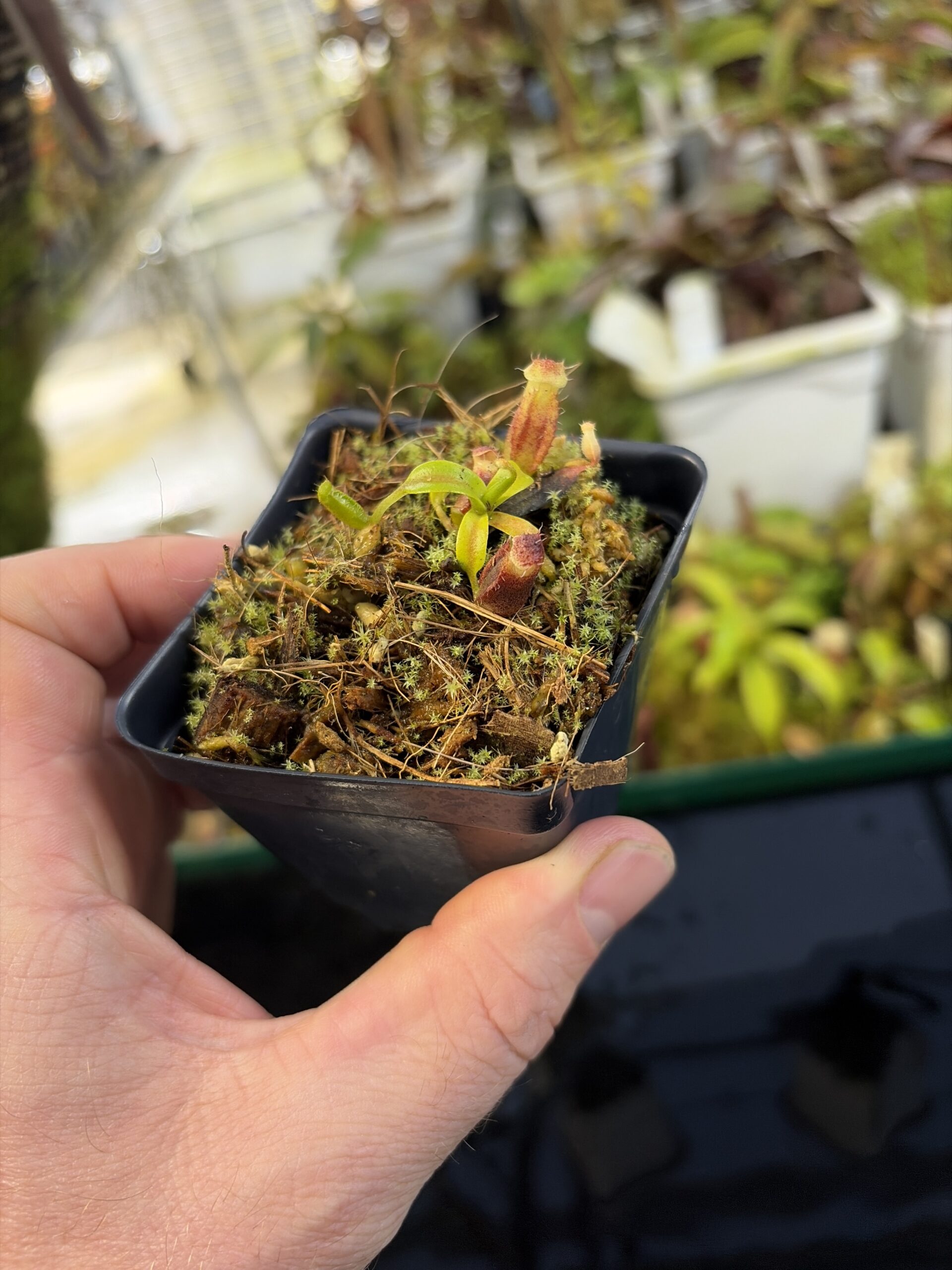 Wide Angle of Nepenthes ovata x villosa | Assorted Clones | Jeremiah Harris | JH-535 | H27293