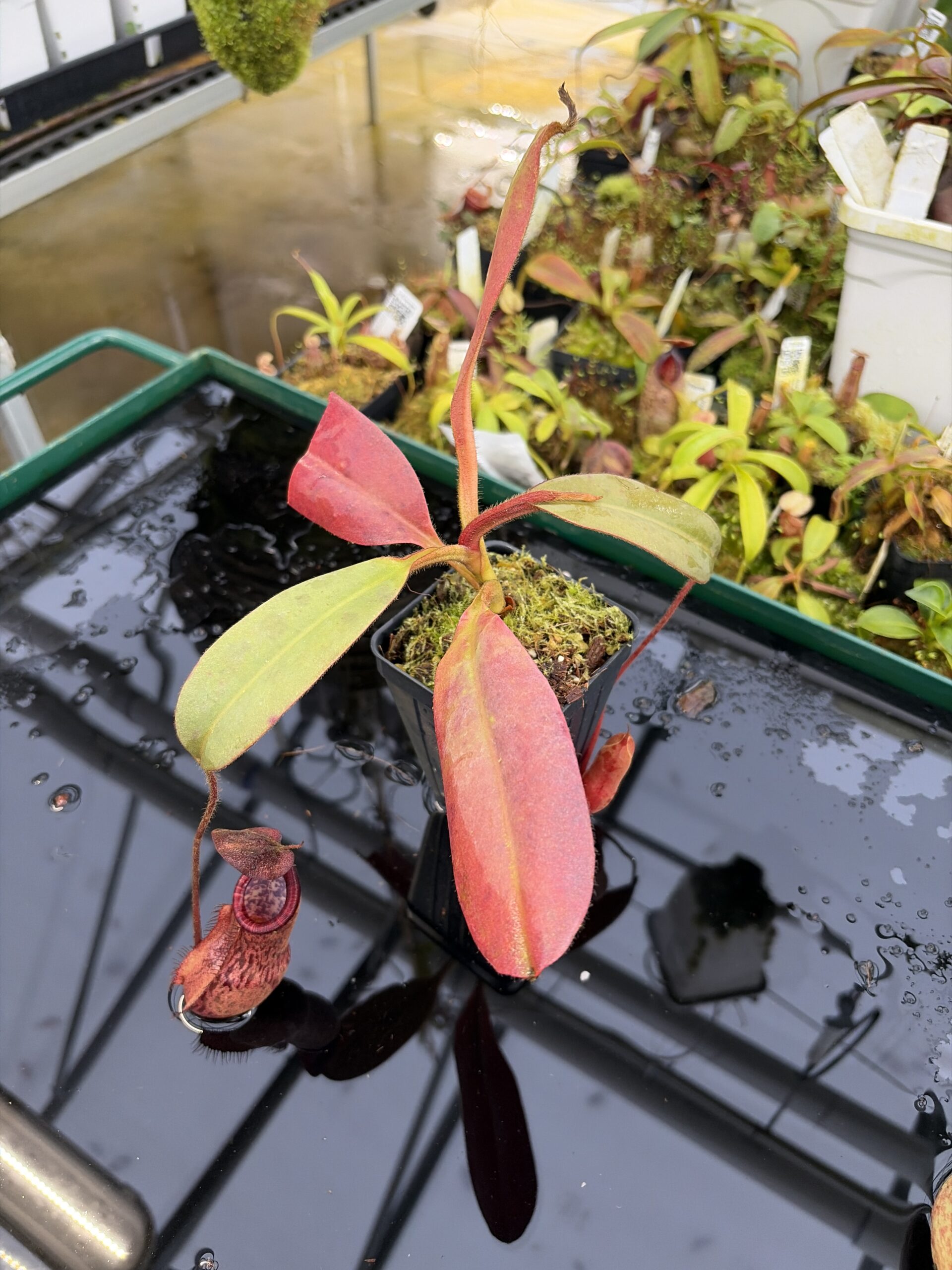 Wide Angle of Nepenthes peltata | Borneo Exotics | BE-4025 | IN27216