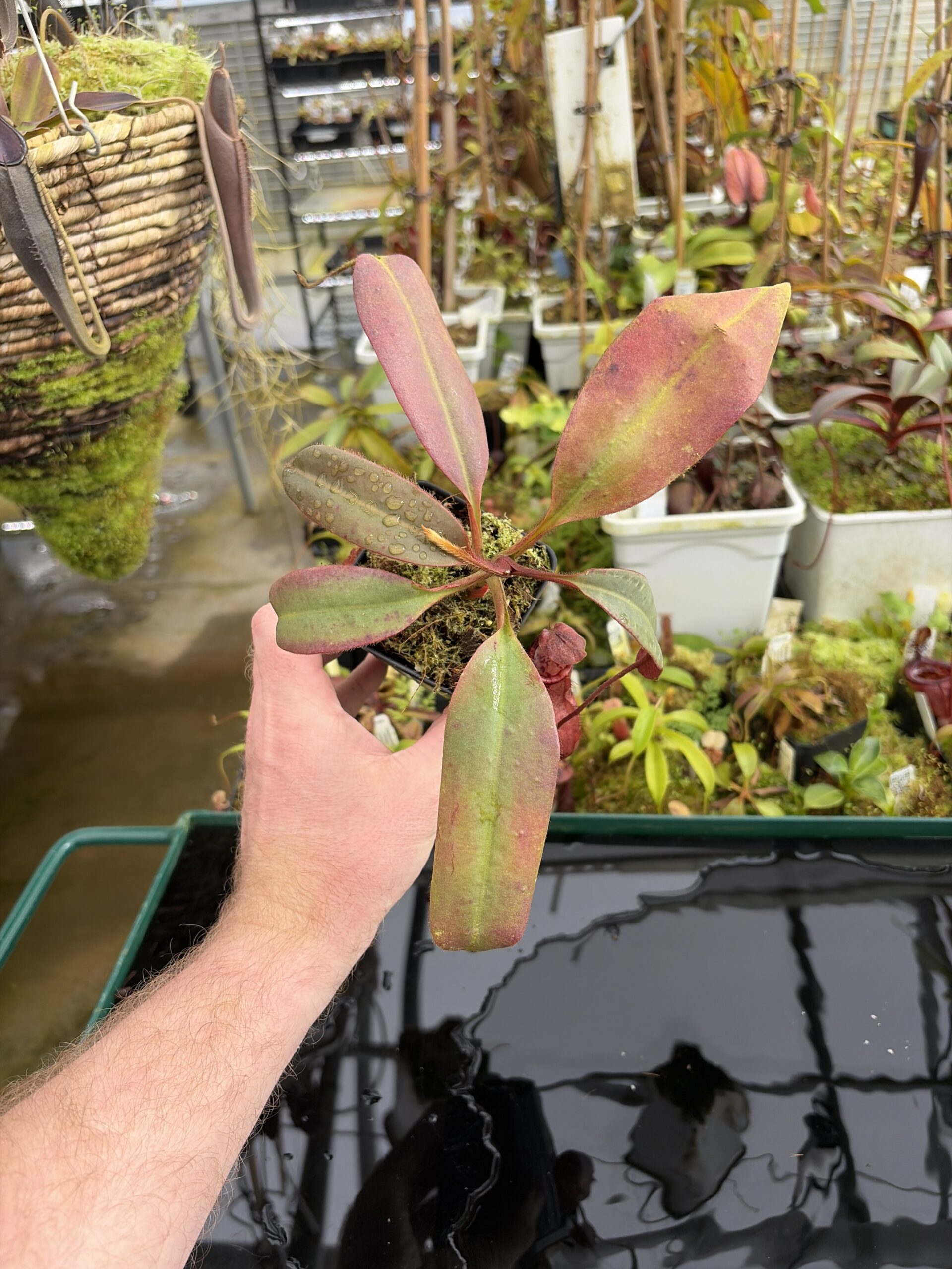 Wide Angle of Nepenthes peltata | Borneo Exotics | BE-4025 | IN27337