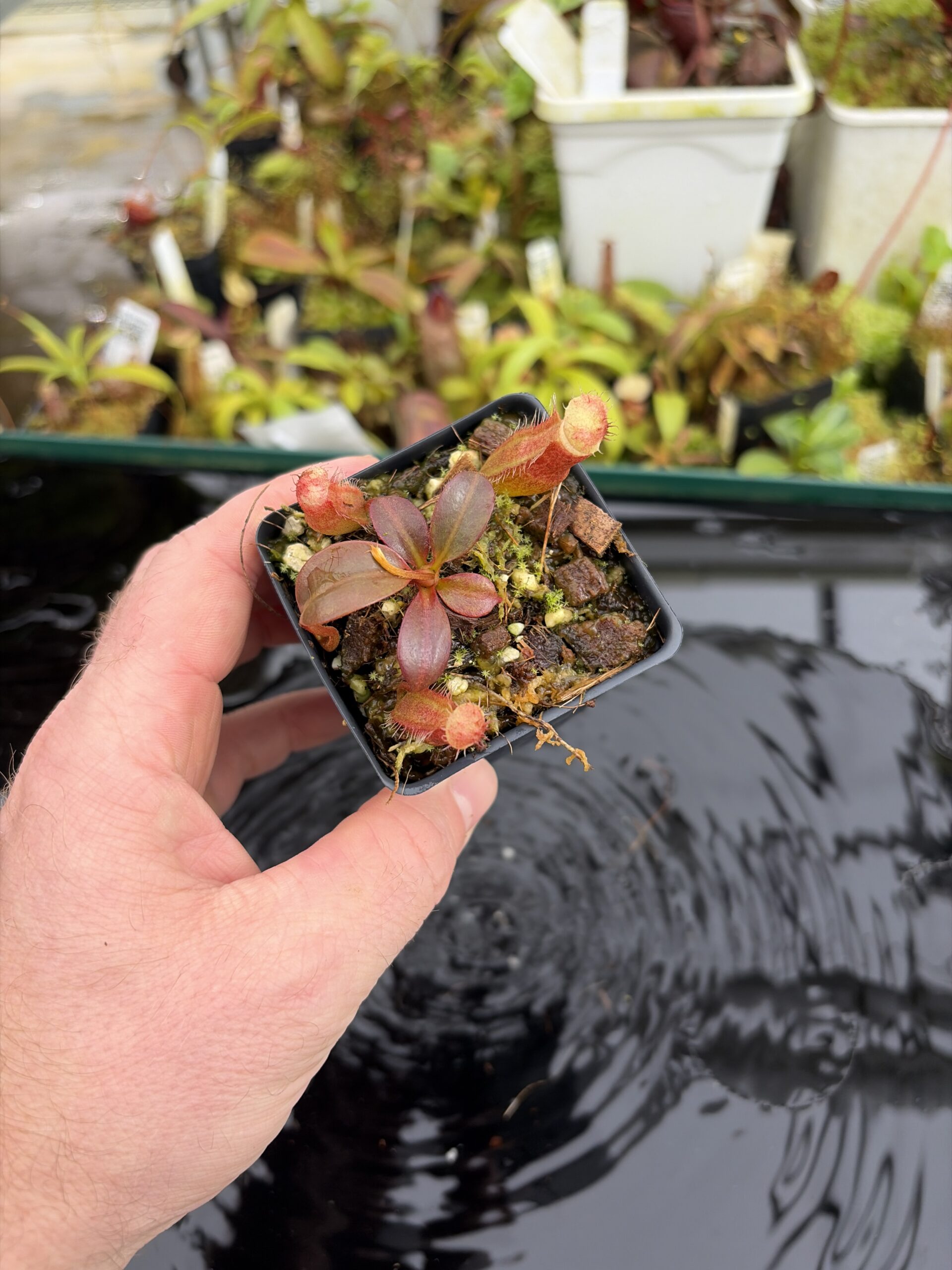 Wide Angle of Nepenthes peltata x edwardsiana | Andreas Wistuba | AW-09 | IN27118