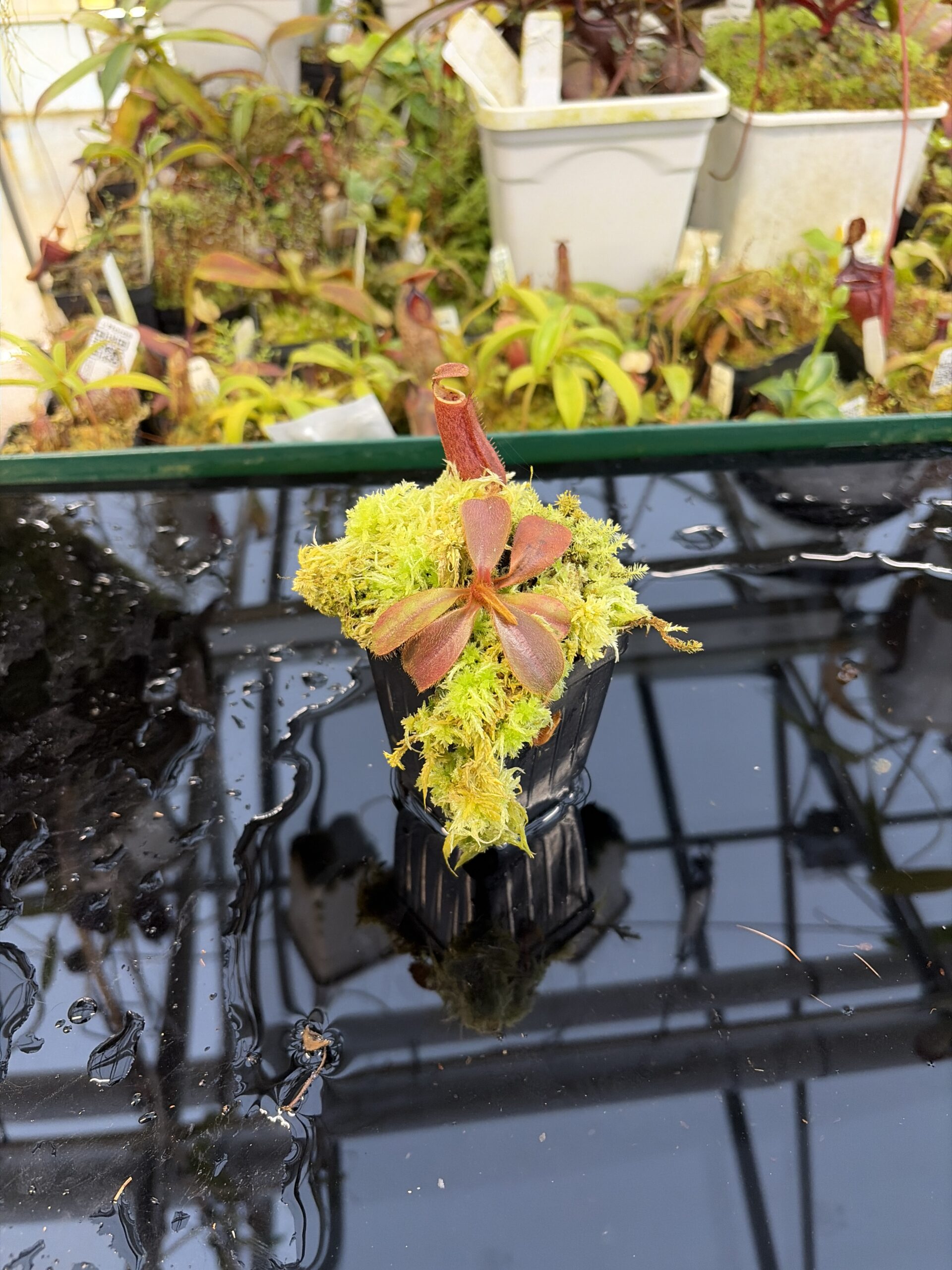 Wide Angle of Nepenthes peltata x mollis | Andreas Wistuba | AW-(ISC) | IN27325