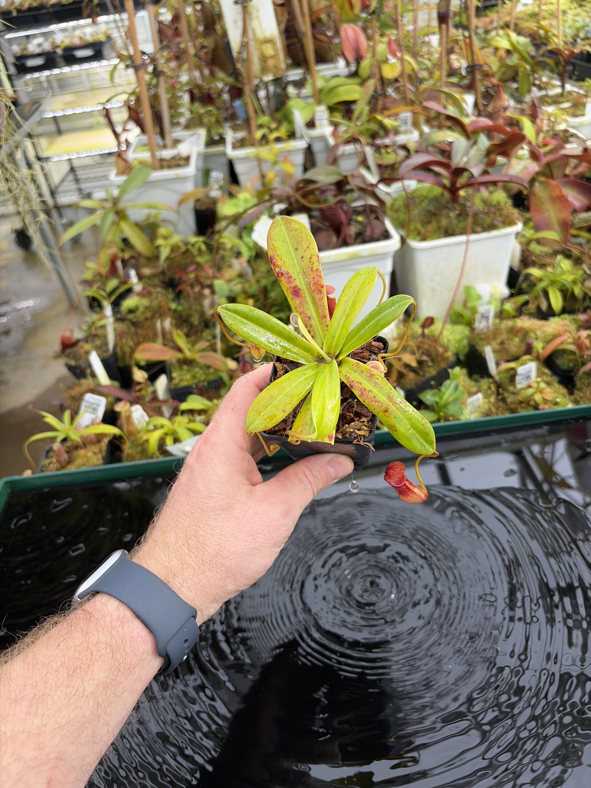Wide Angle of Nepenthes pervillei | Borneo Exotics | BE-3839 | L27099