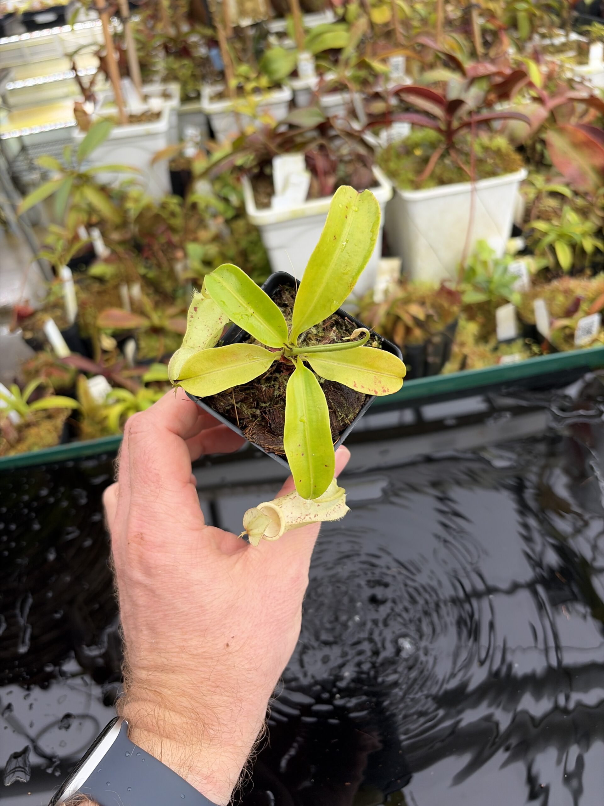 Wide Angle of Nepenthes rafflesiana | Borneo Exotics | BE-4571 | L27051