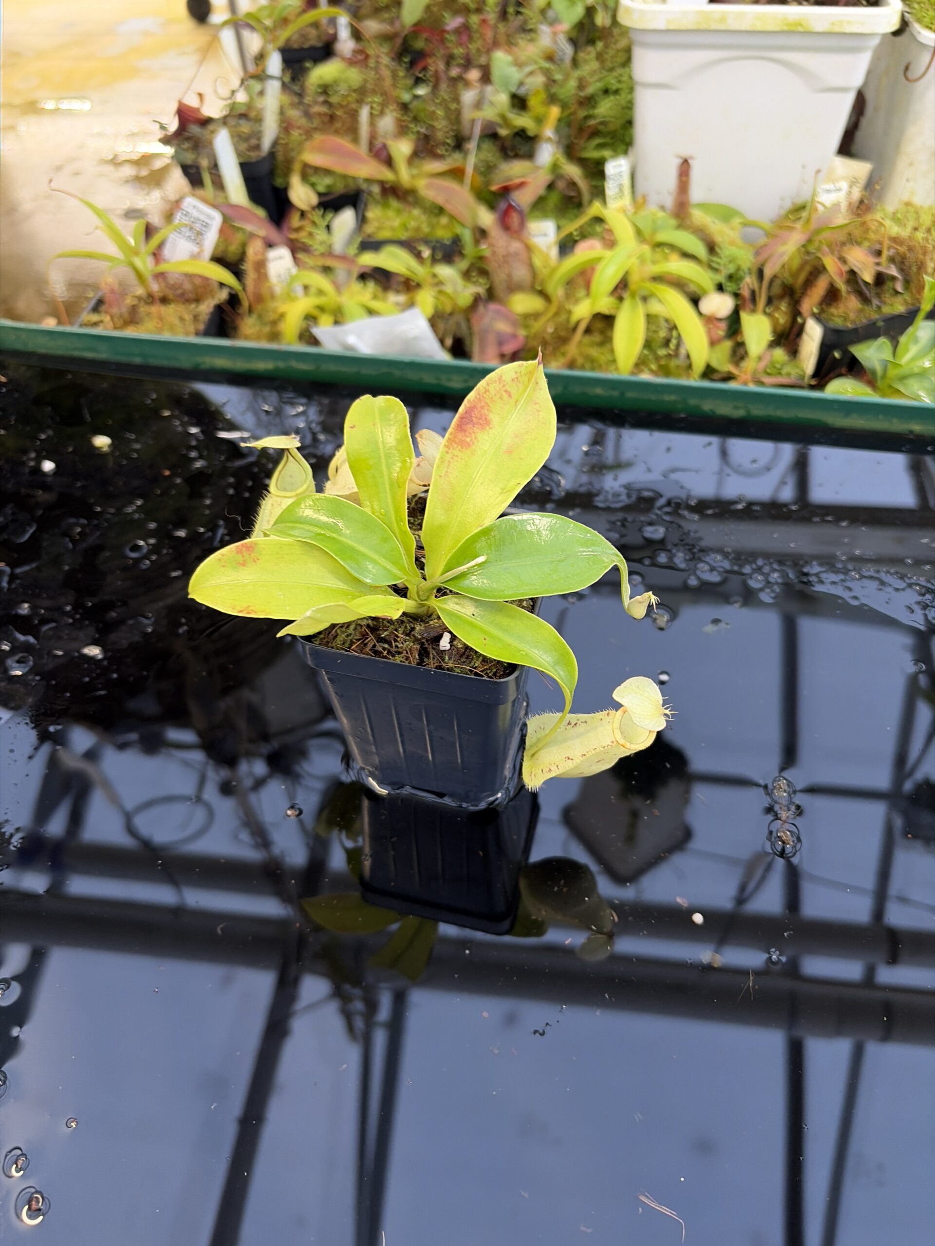 Wide Angle of Nepenthes rafflesiana | Borneo Exotics | BE-4571 | L27233