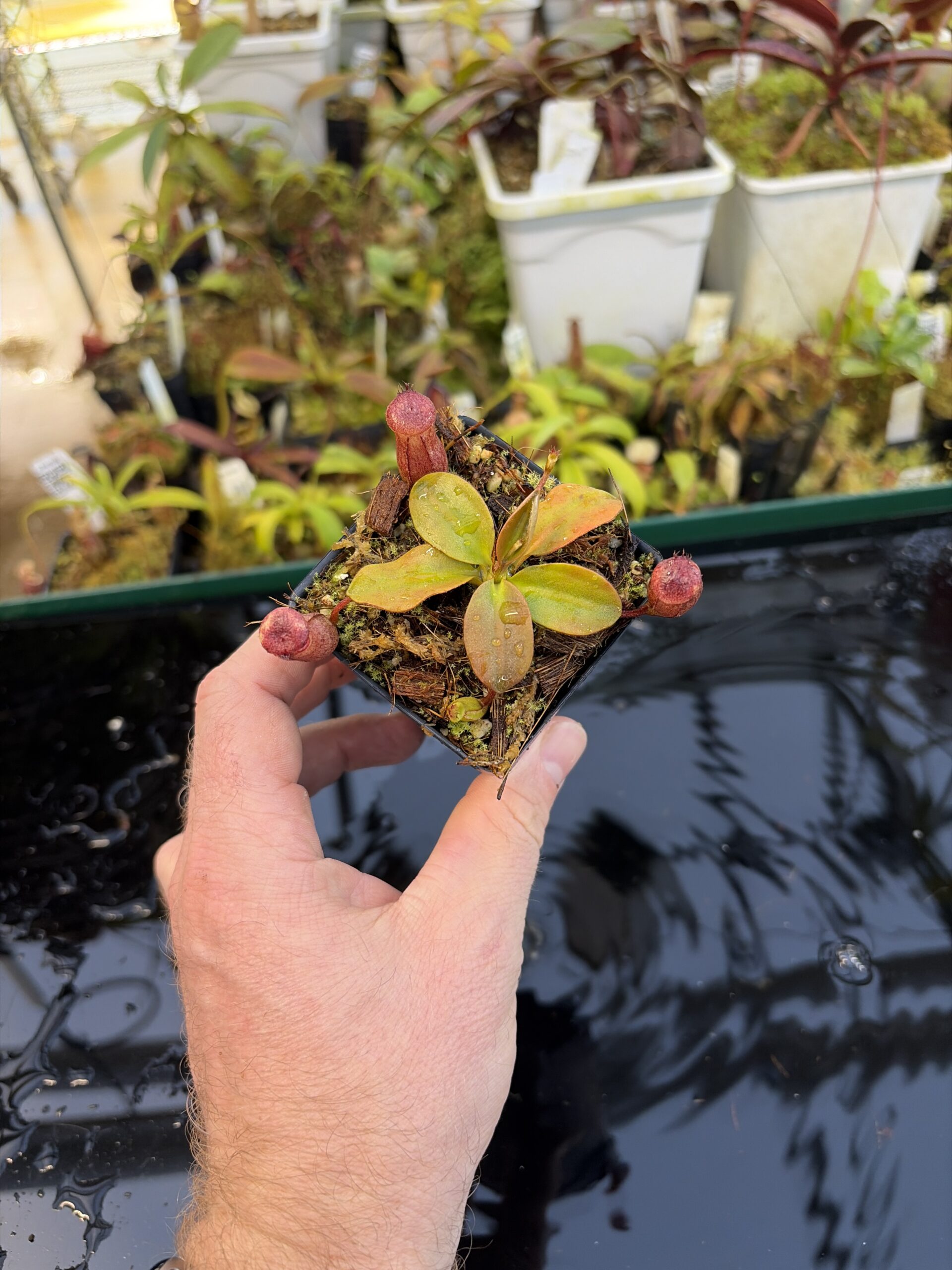 Wide Angle of Nepenthes rajah | Borneo Exotics | BE-3152 | H27085