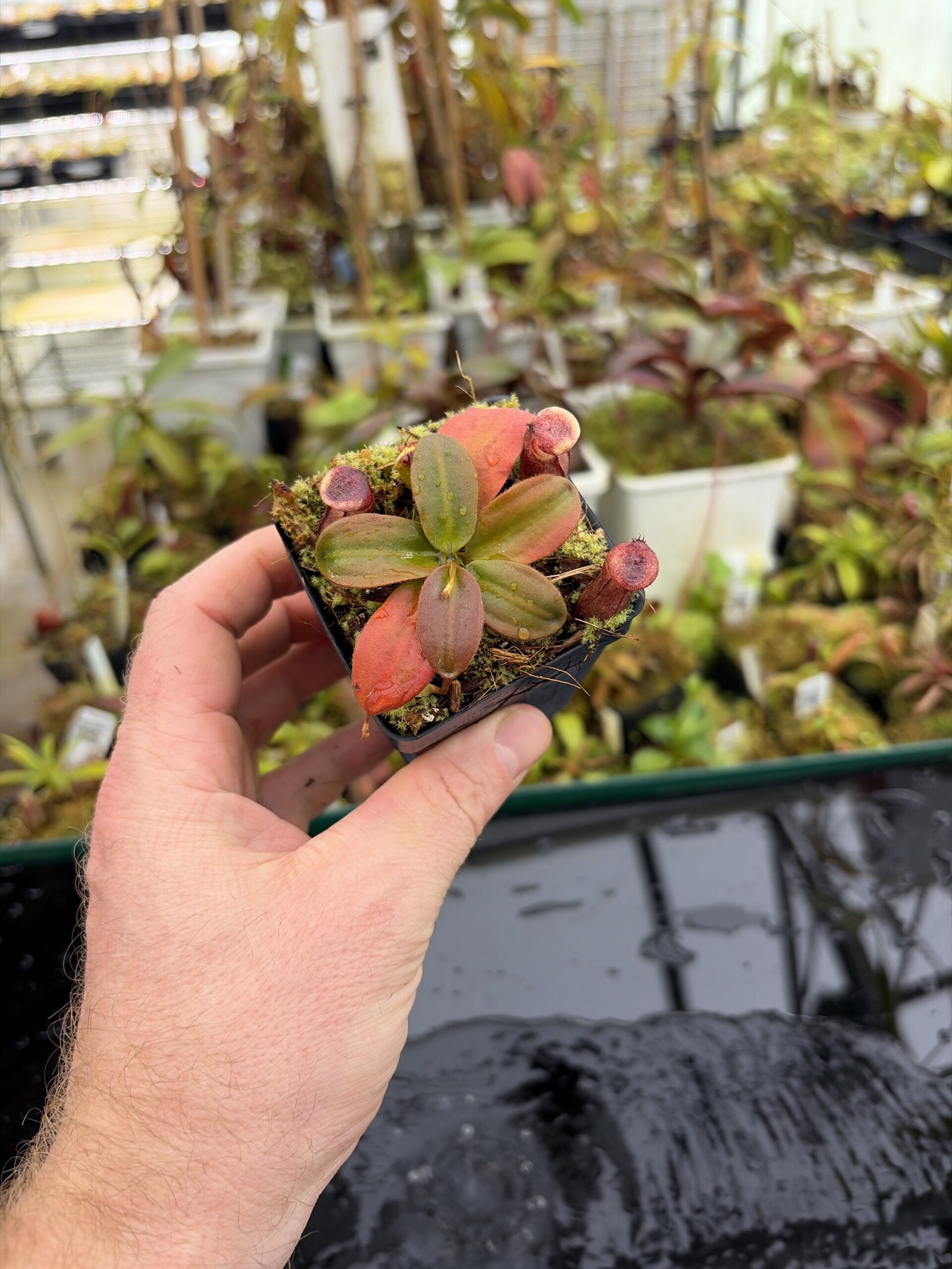 Wide Angle of Nepenthes rajah | Borneo Exotics | BE-3152 | H27160
