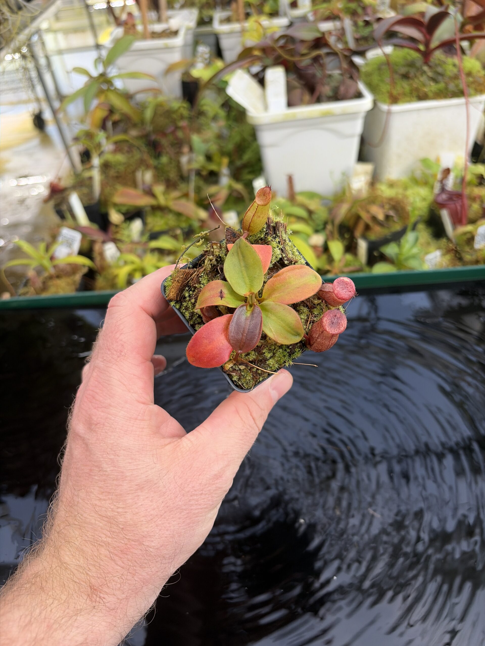 Wide Angle of Nepenthes rajah | Borneo Exotics | BE-3152 | H27419
