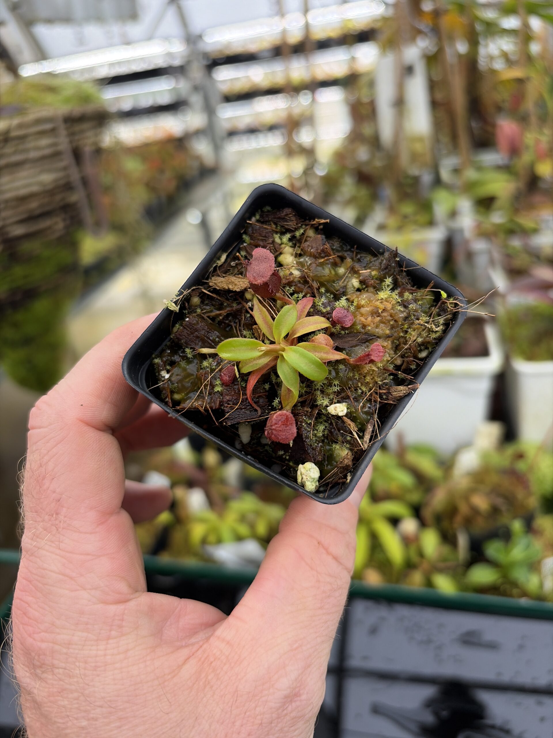 Wide Angle of Nepenthes rajah x edwardsiana | JH | Florae | Clone 2 | Jeremiah Harris | JH-96.02 | H27182